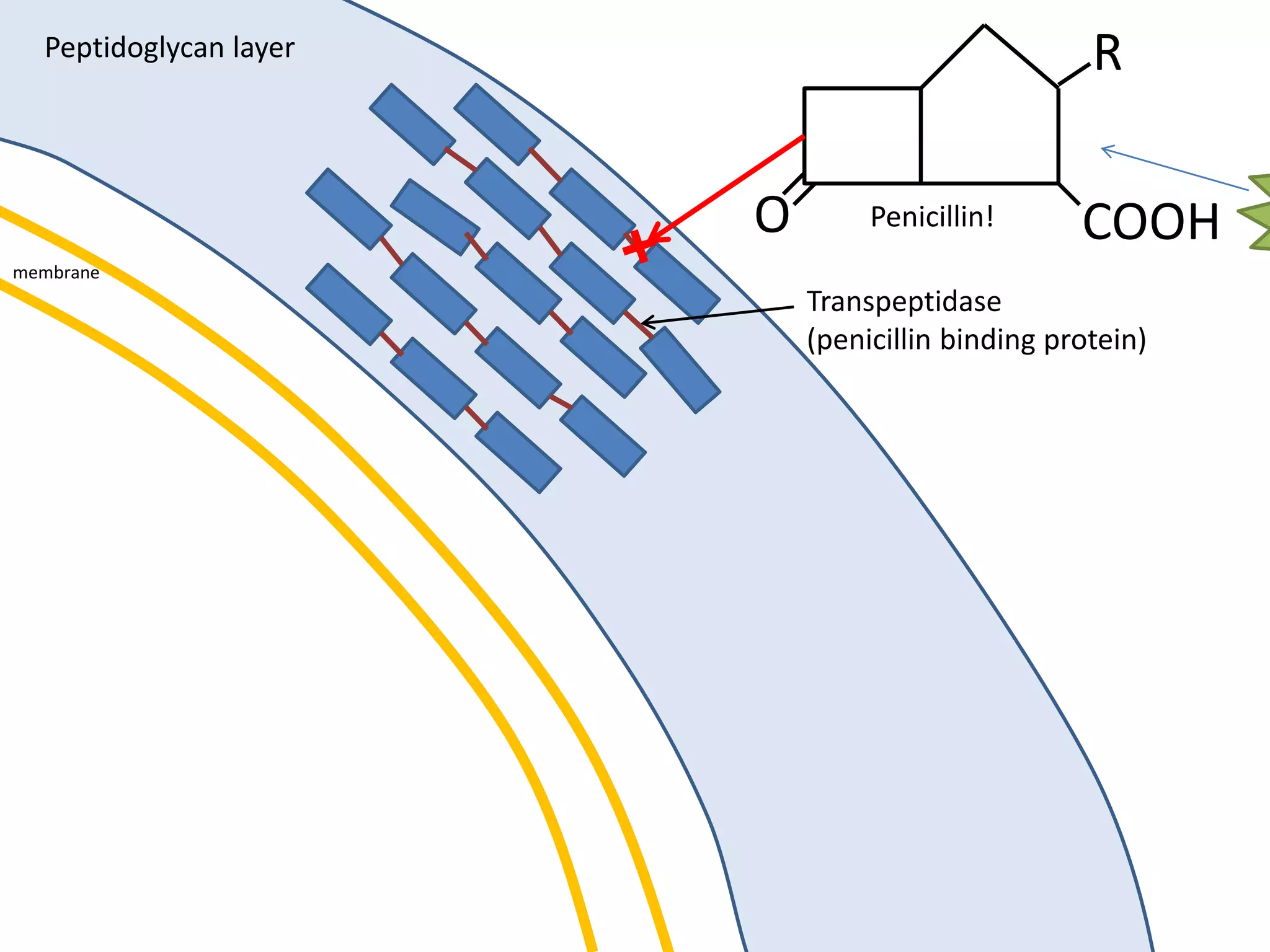 membrane
Peptidoglycan layer
O COOH
R
Penicillin!
Transpeptidase
(penicillin binding protein)
 