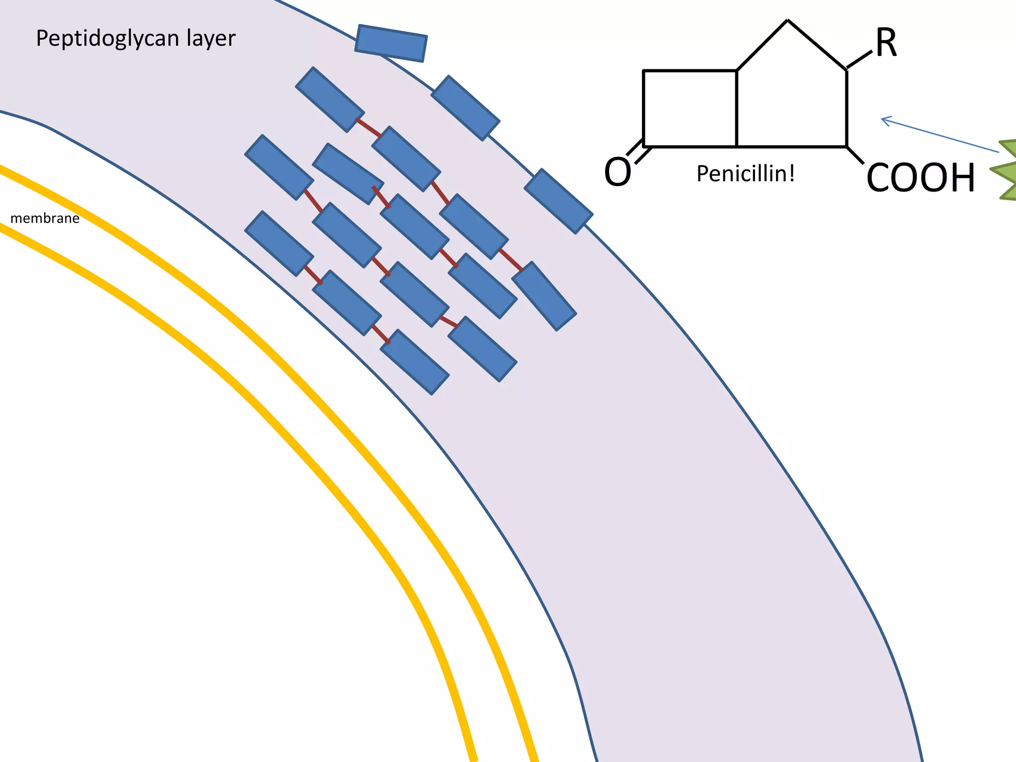 membrane
Peptidoglycan layer
O COOH
R
Penicillin!
 