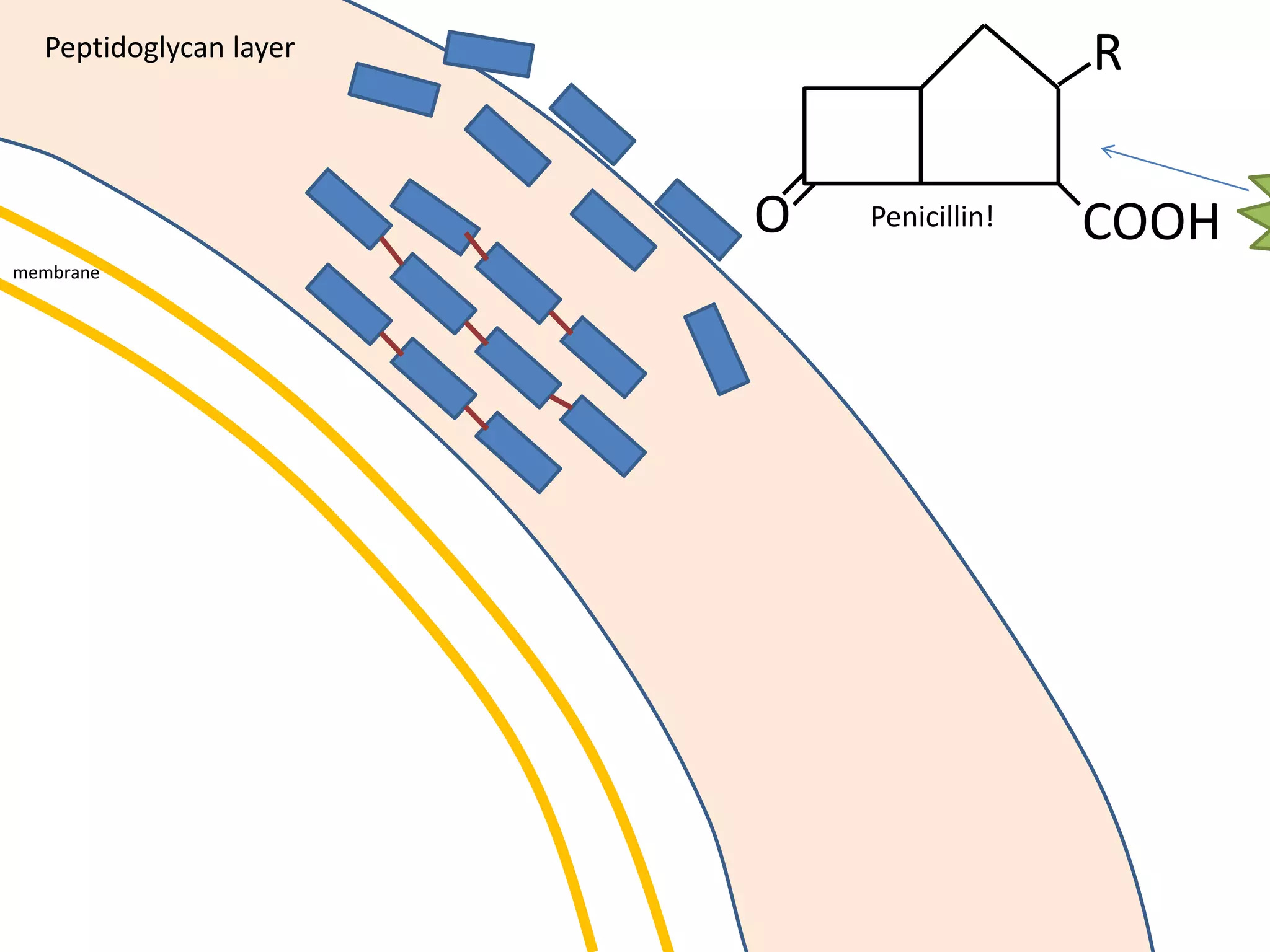 membrane
Peptidoglycan layer
O COOH
R
Penicillin!
 