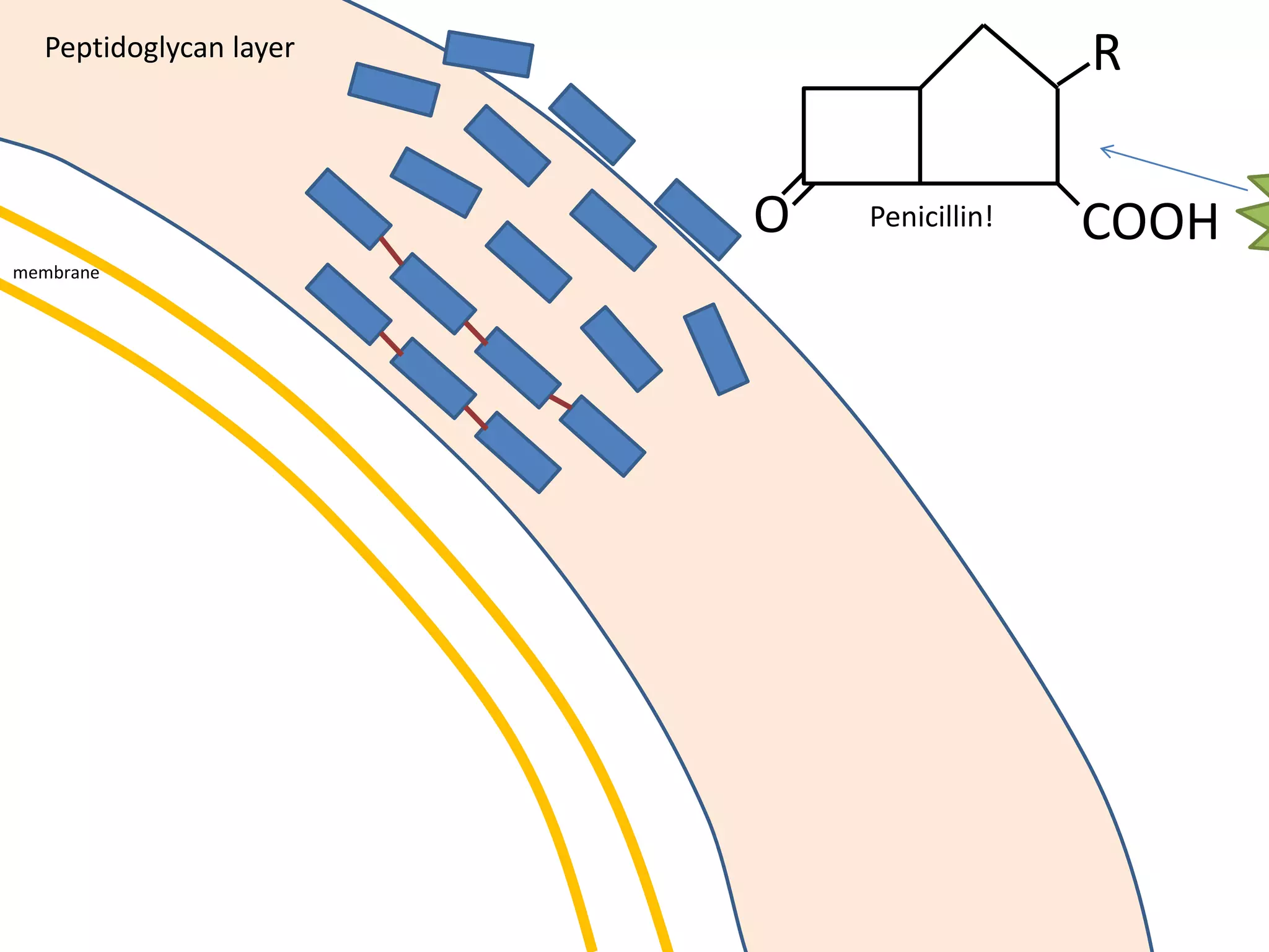membrane
Peptidoglycan layer
O COOH
R
Penicillin!
 