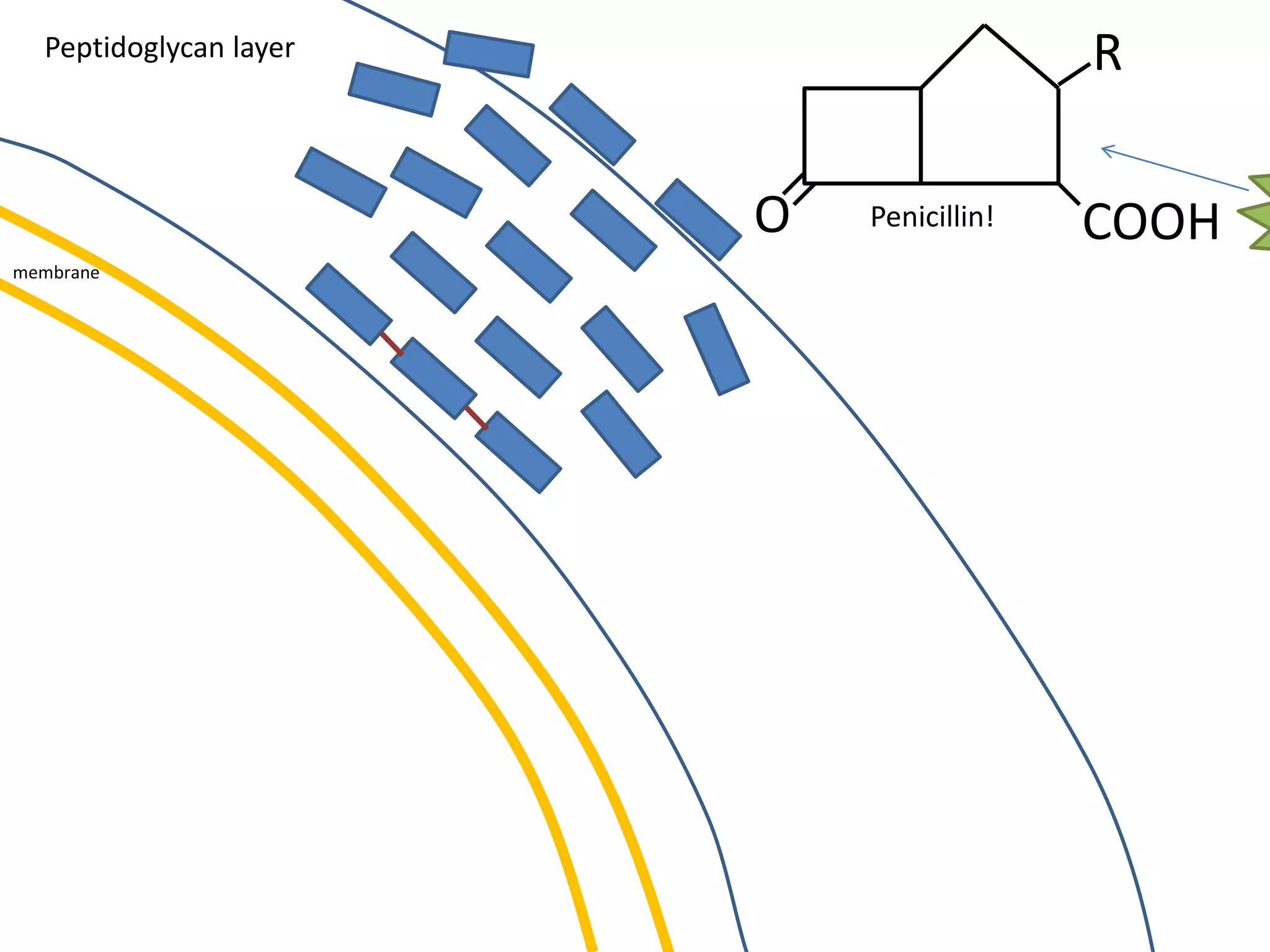 membrane
Peptidoglycan layer
O COOH
R
Penicillin!
 