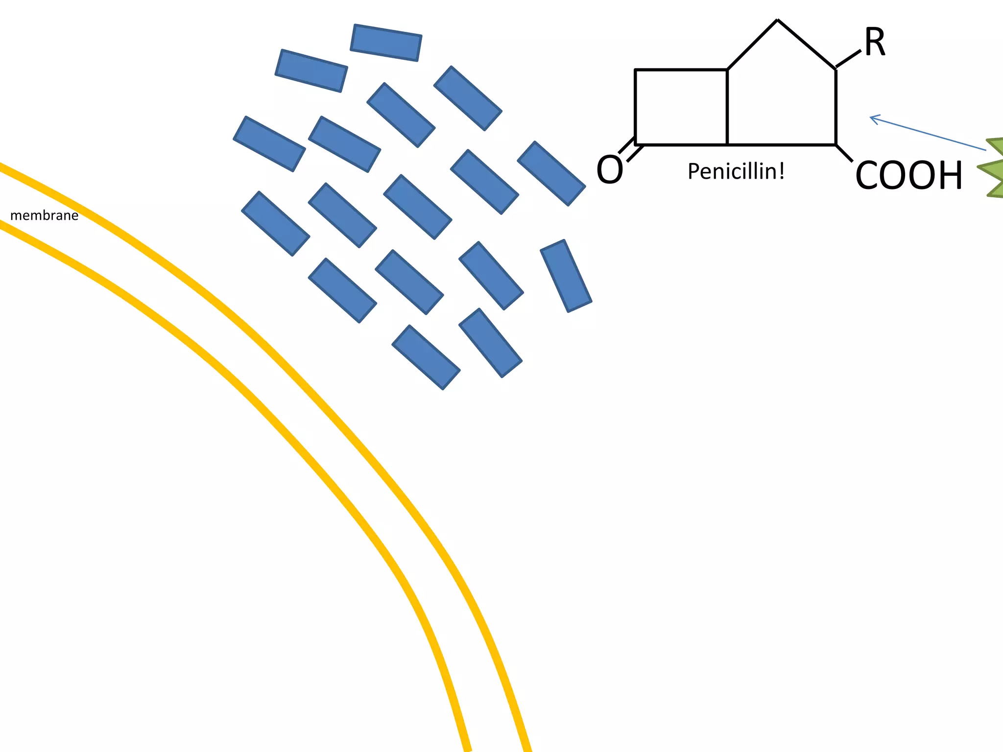 membrane
O COOH
R
Penicillin!
 
