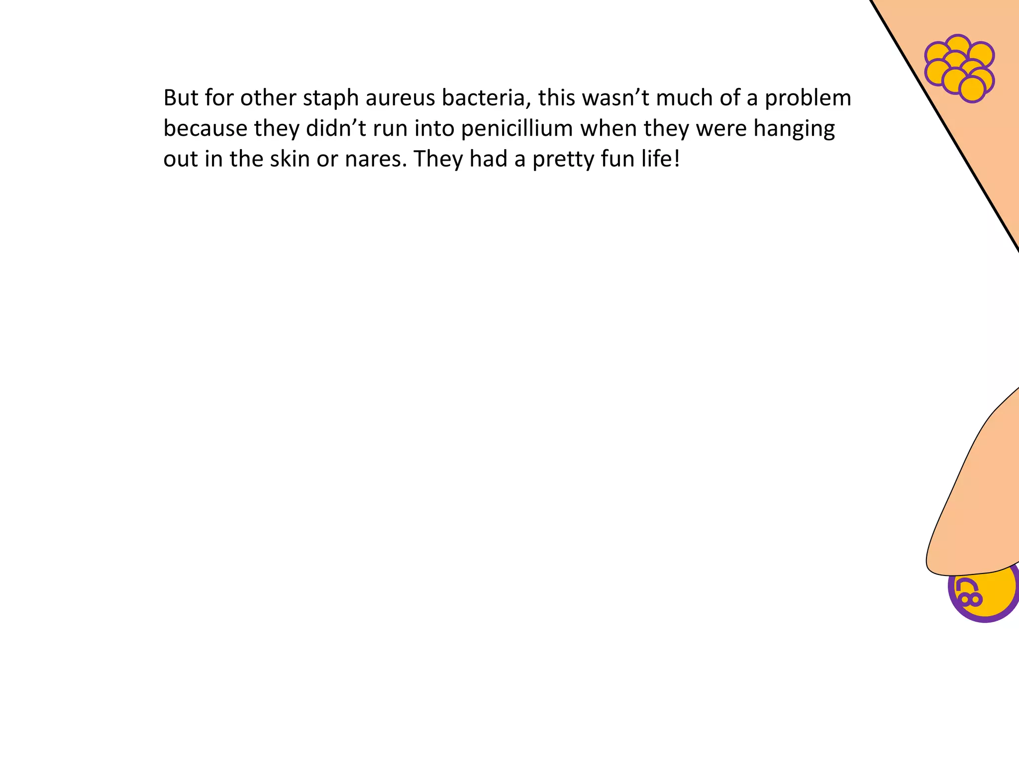 But for other staph aureus bacteria, this wasn’t much of a problem
because they didn’t run into penicillium when they were hanging
out in the skin or nares. They had a pretty fun life!
 