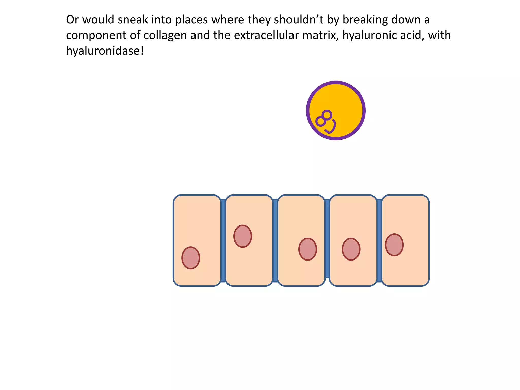 Or would sneak into places where they shouldn’t by breaking down a
component of collagen and the extracellular matrix, hyaluronic acid, with
hyaluronidase!
 