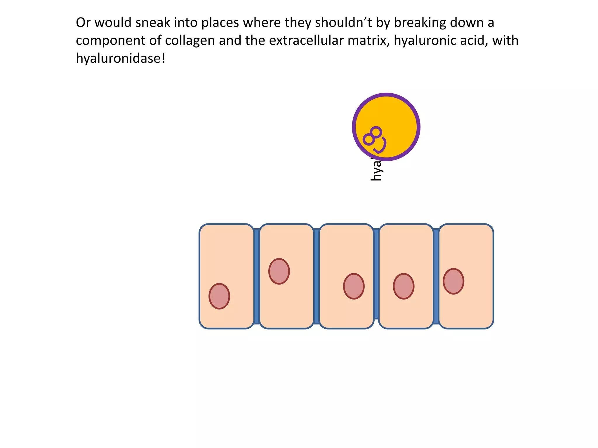 hyaluronidase
Or would sneak into places where they shouldn’t by breaking down a
component of collagen and the extracellular matrix, hyaluronic acid, with
hyaluronidase!
 