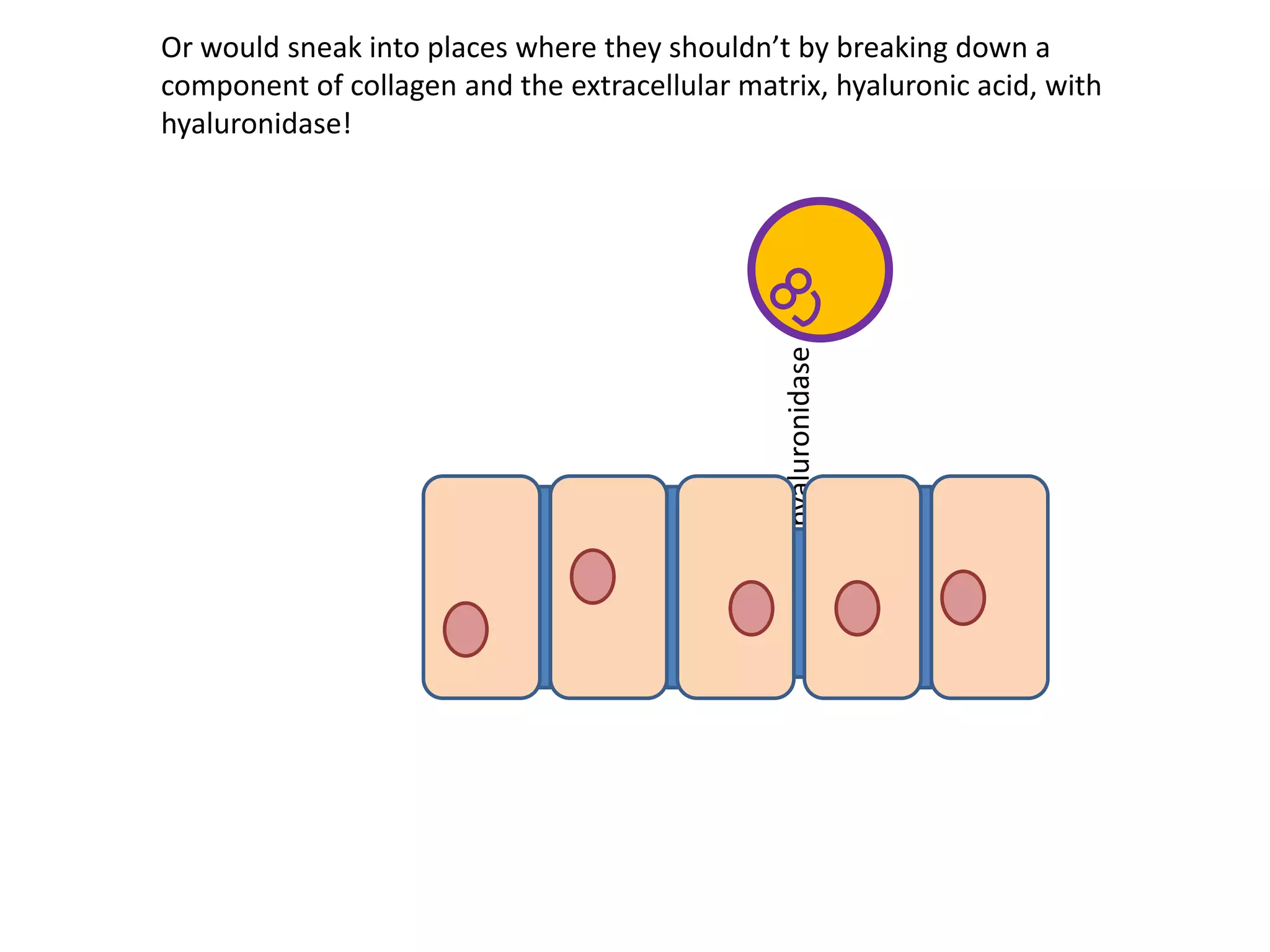 hyaluronidase
Or would sneak into places where they shouldn’t by breaking down a
component of collagen and the extracellular matrix, hyaluronic acid, with
hyaluronidase!
 