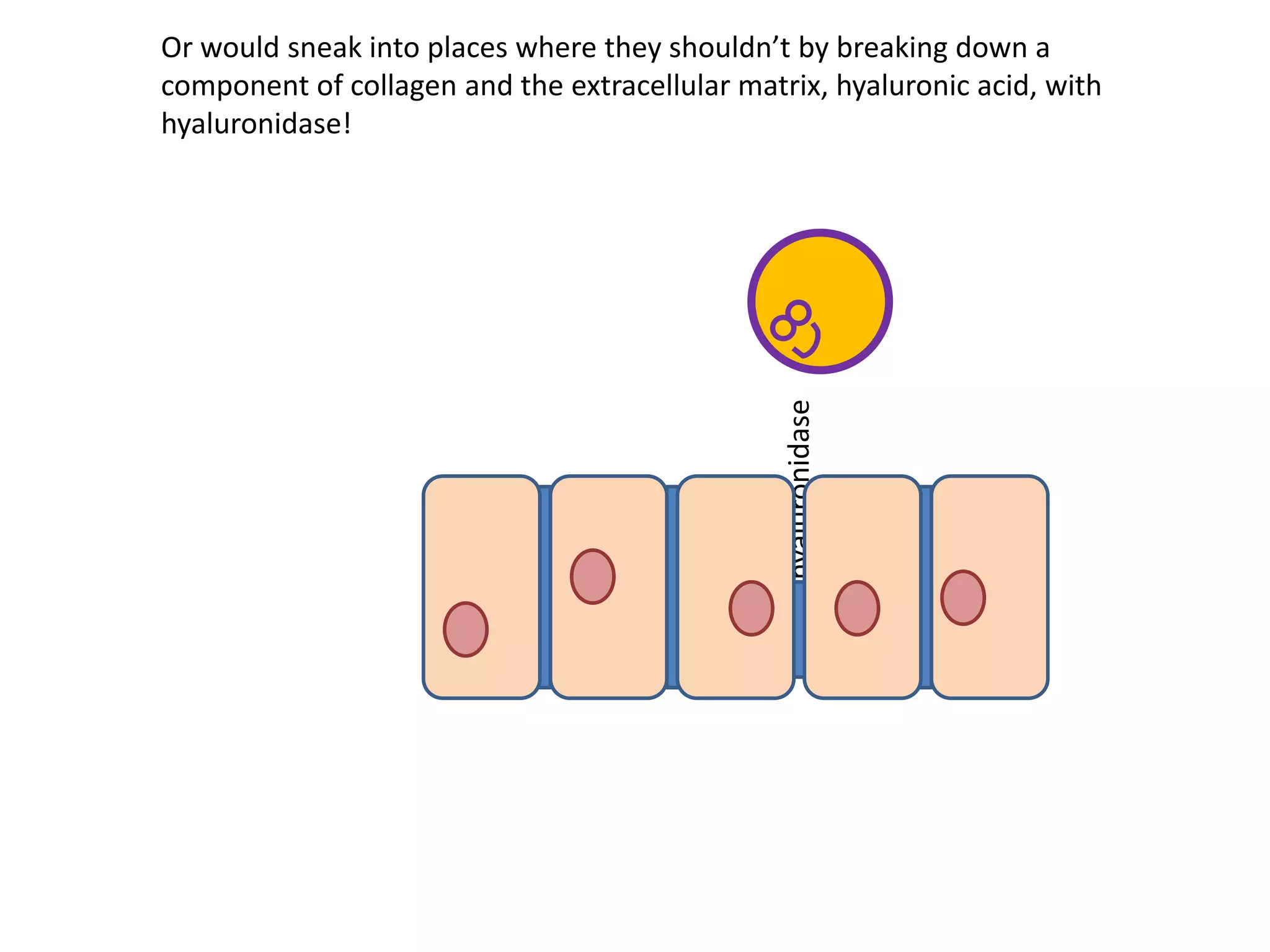 hyaluronidase
Or would sneak into places where they shouldn’t by breaking down a
component of collagen and the extracellular matrix, hyaluronic acid, with
hyaluronidase!
 