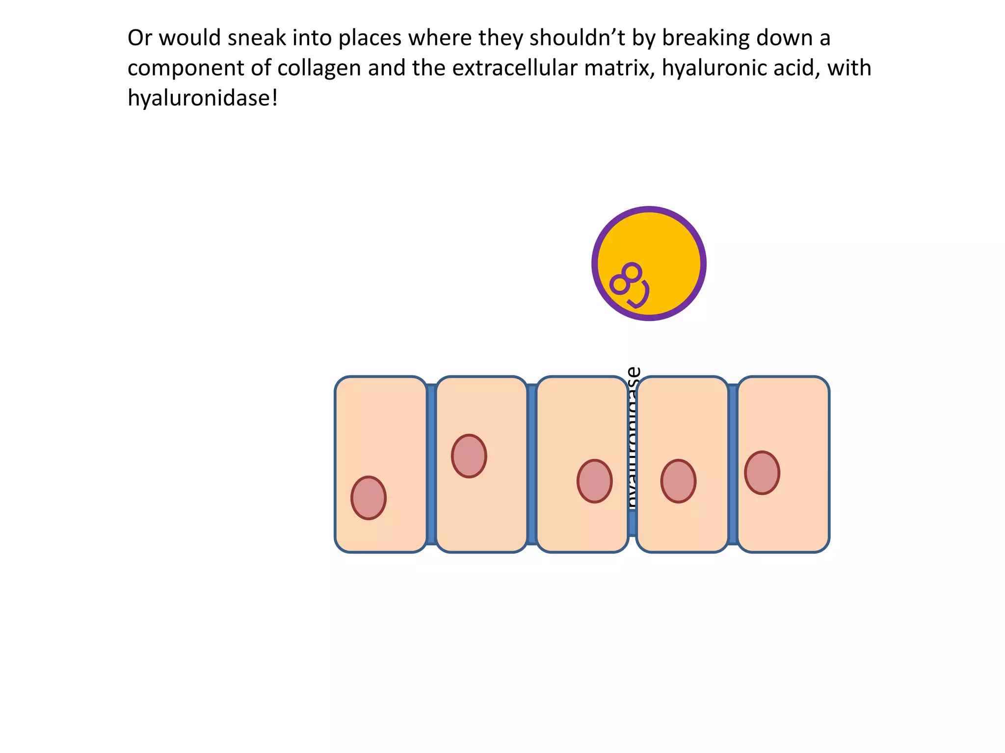 hyaluronidase
Or would sneak into places where they shouldn’t by breaking down a
component of collagen and the extracellular matrix, hyaluronic acid, with
hyaluronidase!
 