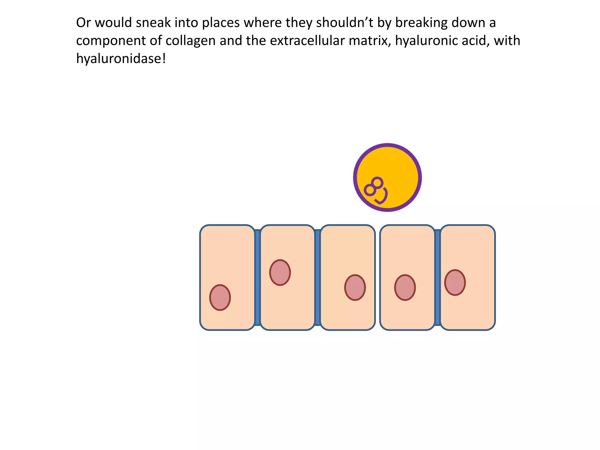 Or would sneak into places where they shouldn’t by breaking down a
component of collagen and the extracellular matrix, hyaluronic acid, with
hyaluronidase!
 