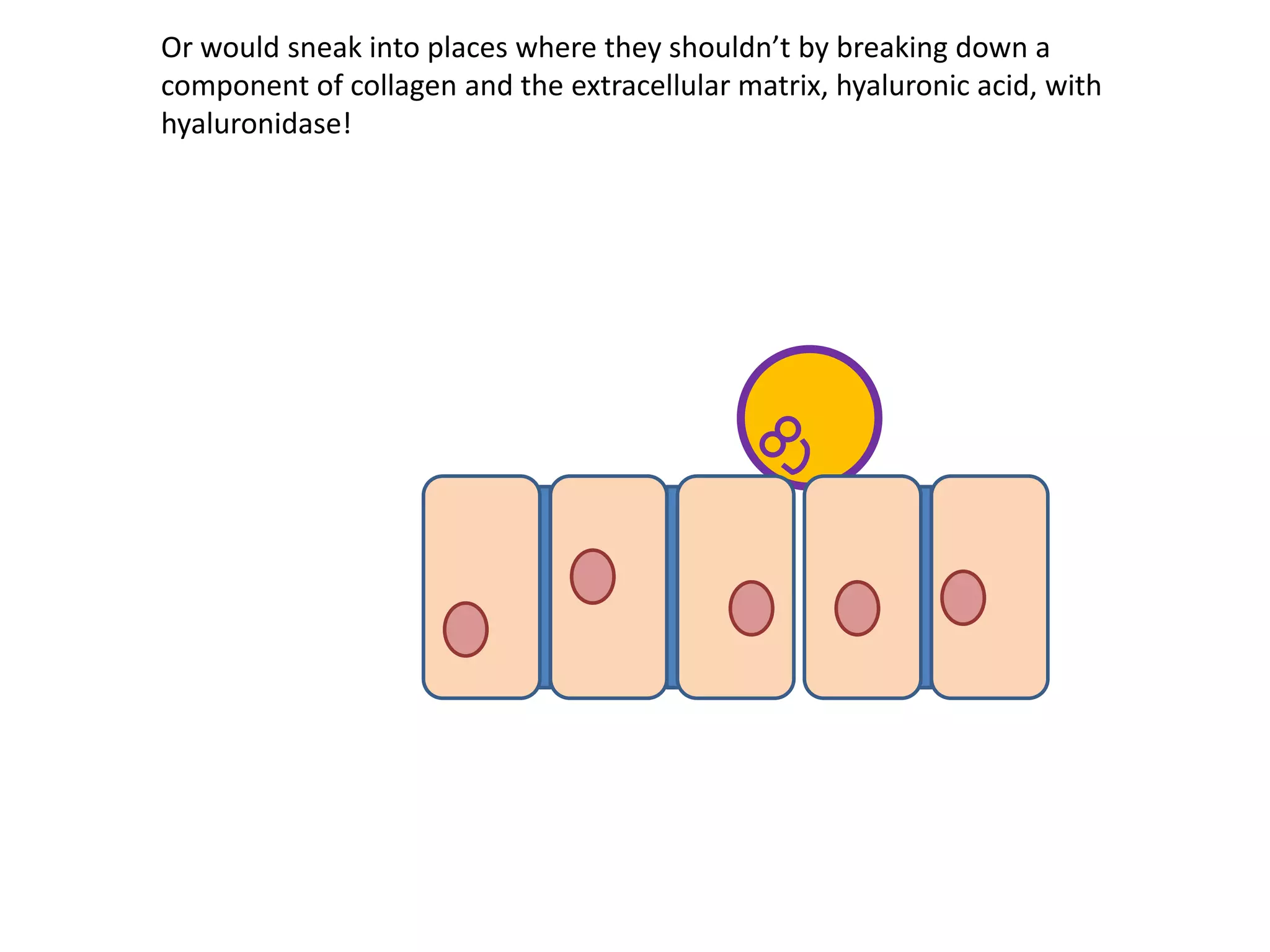 Or would sneak into places where they shouldn’t by breaking down a
component of collagen and the extracellular matrix, hyaluronic acid, with
hyaluronidase!
 