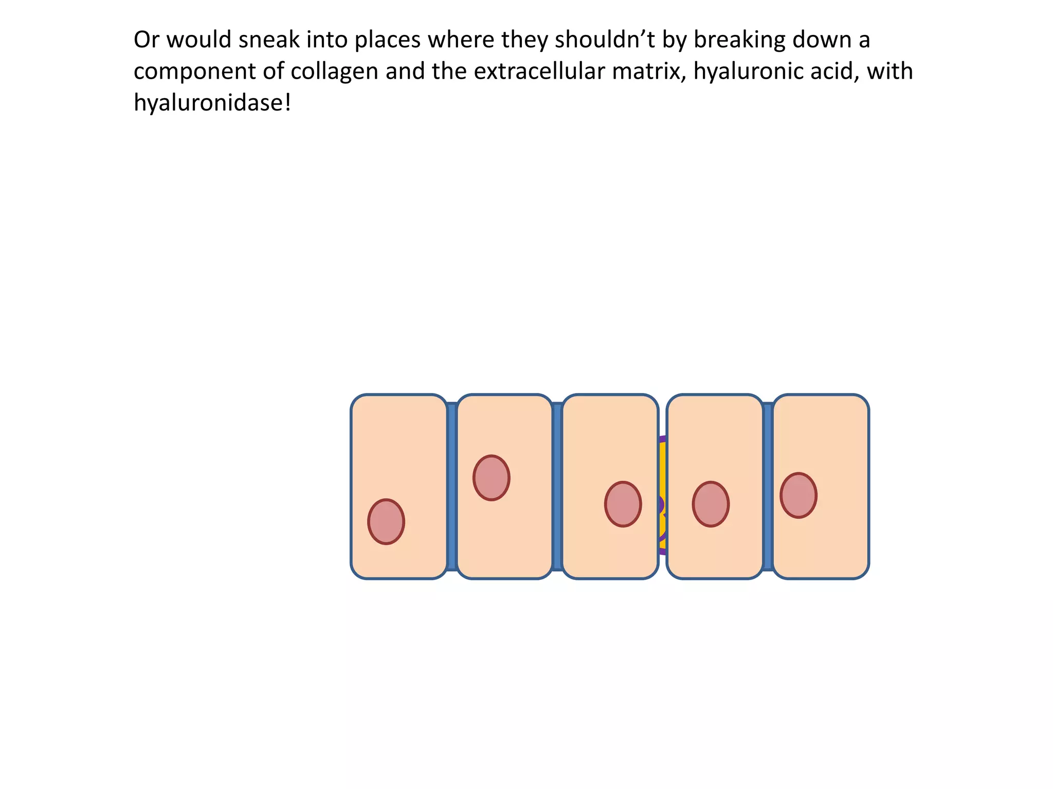 Or would sneak into places where they shouldn’t by breaking down a
component of collagen and the extracellular matrix, hyaluronic acid, with
hyaluronidase!
 