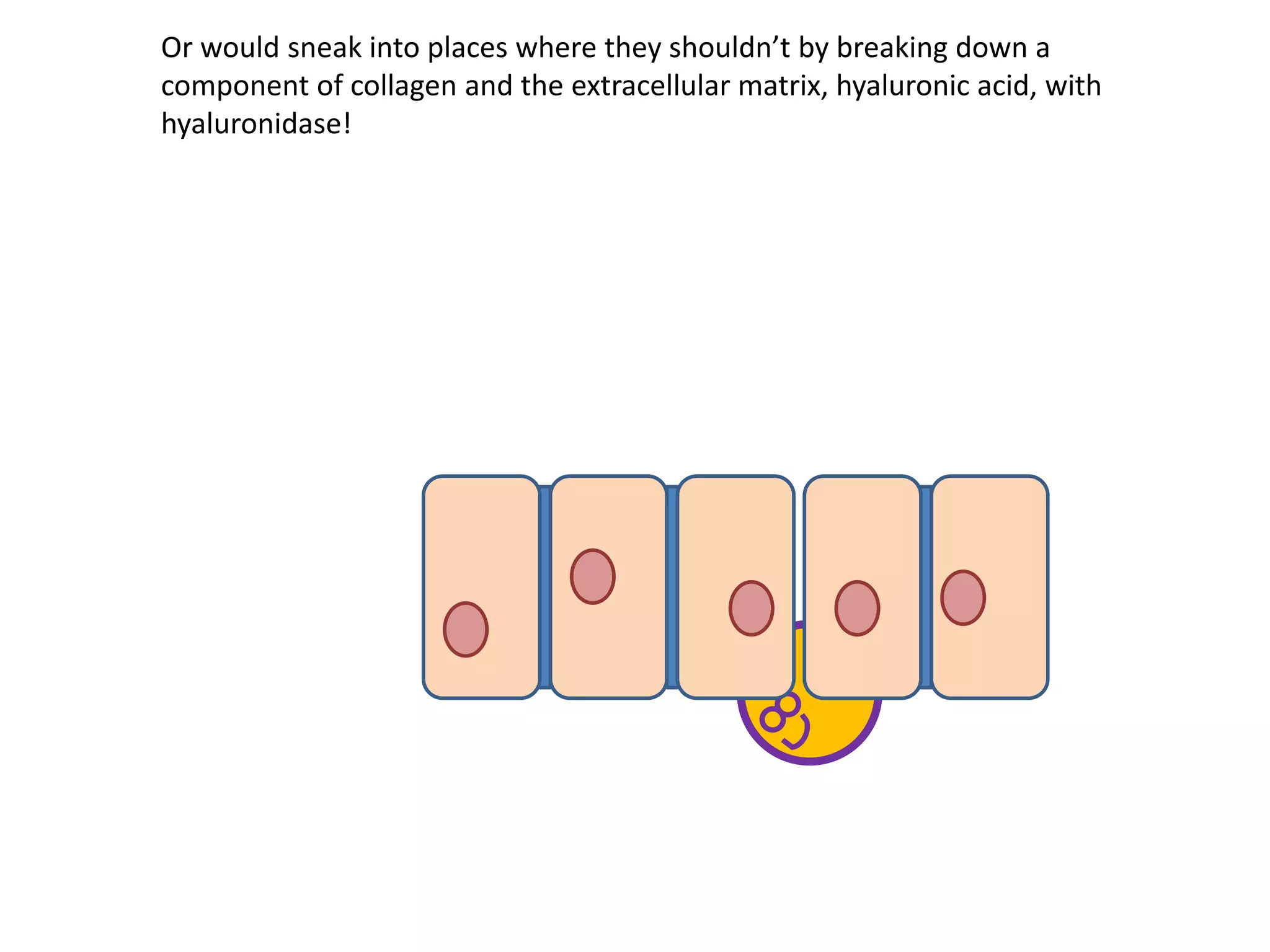 Or would sneak into places where they shouldn’t by breaking down a
component of collagen and the extracellular matrix, hyaluronic acid, with
hyaluronidase!
 