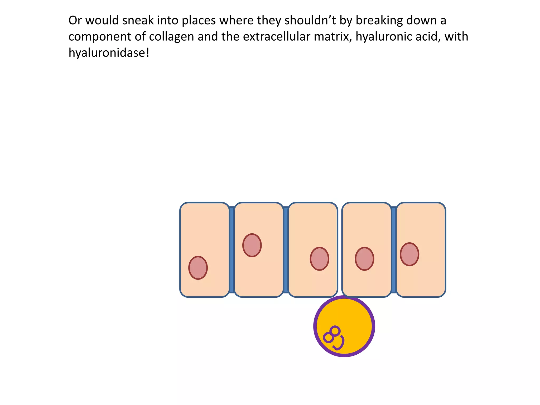 Or would sneak into places where they shouldn’t by breaking down a
component of collagen and the extracellular matrix, hyaluronic acid, with
hyaluronidase!
 