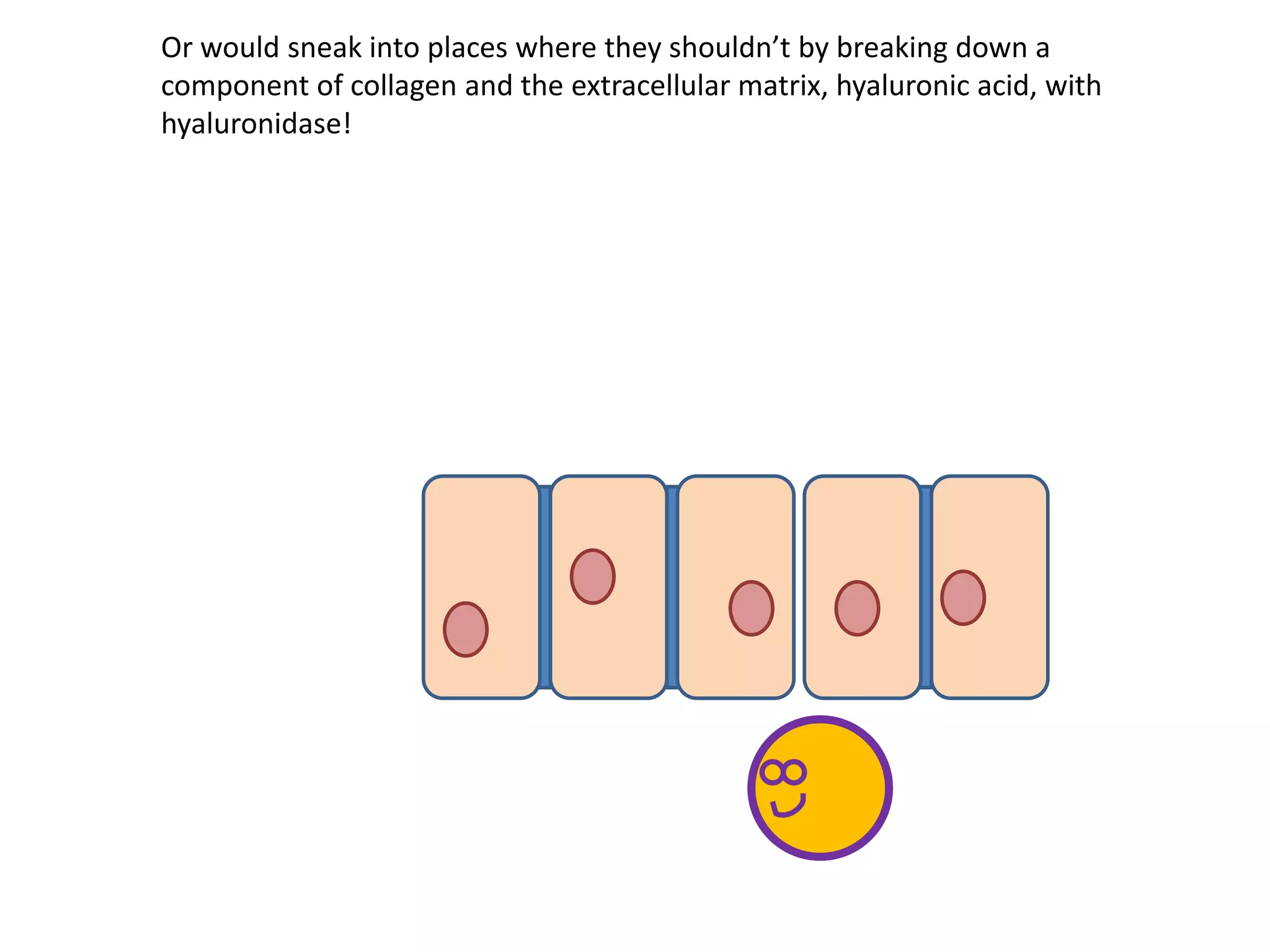 Or would sneak into places where they shouldn’t by breaking down a
component of collagen and the extracellular matrix, hyaluronic acid, with
hyaluronidase!
 