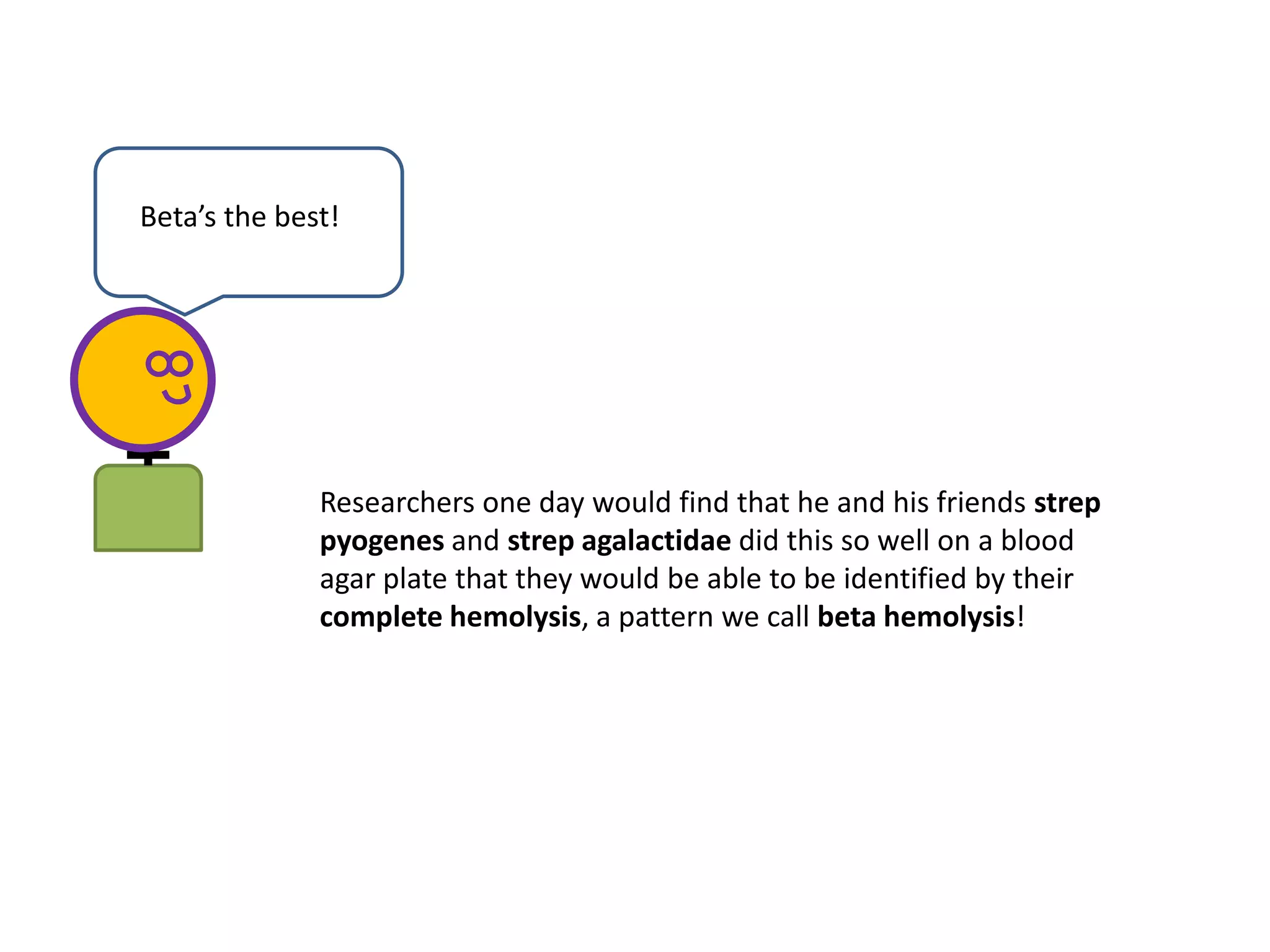Beta’s the best!
Researchers one day would find that he and his friends strep
pyogenes and strep agalactidae did this so well on a blood
agar plate that they would be able to be identified by their
complete hemolysis, a pattern we call beta hemolysis!
 