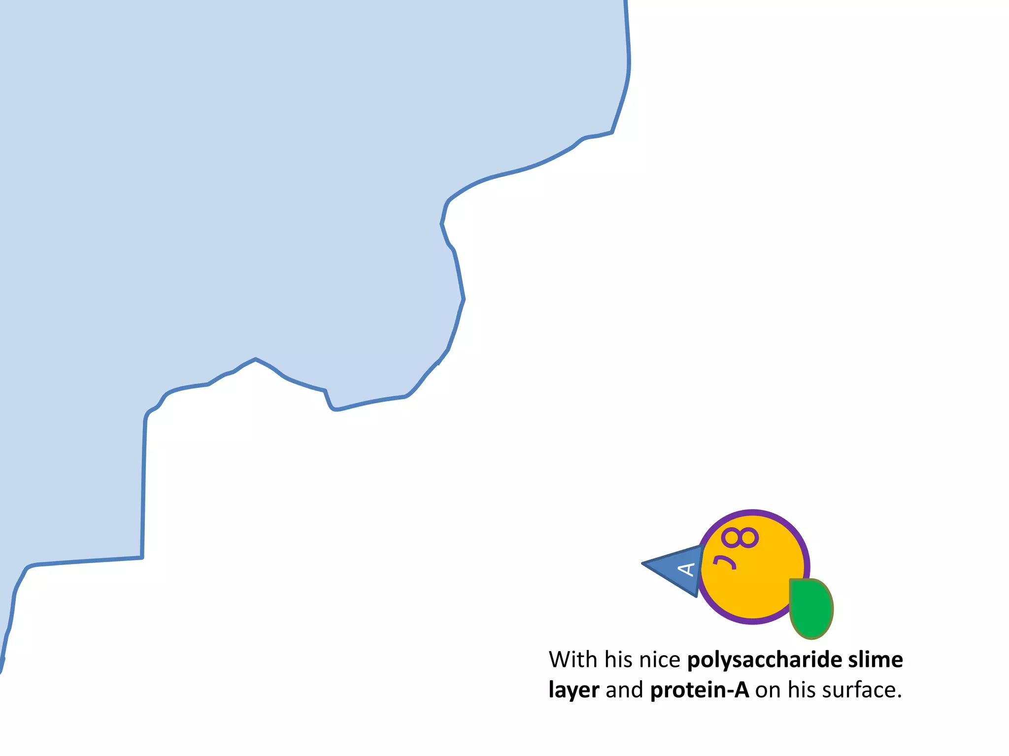 With his nice polysaccharide slime
layer and protein-A on his surface.
 