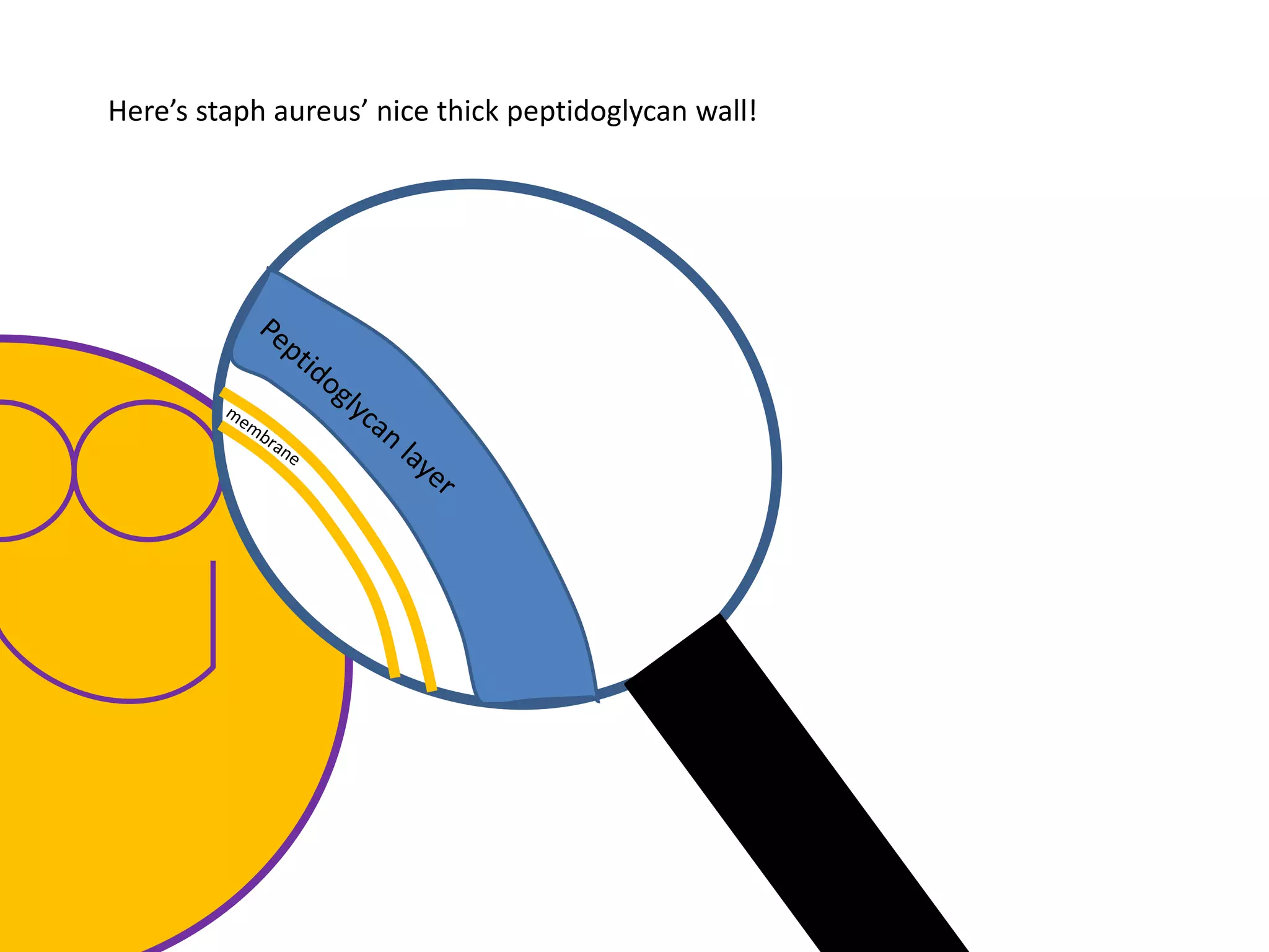 Here’s staph aureus’ nice thick peptidoglycan wall!
 