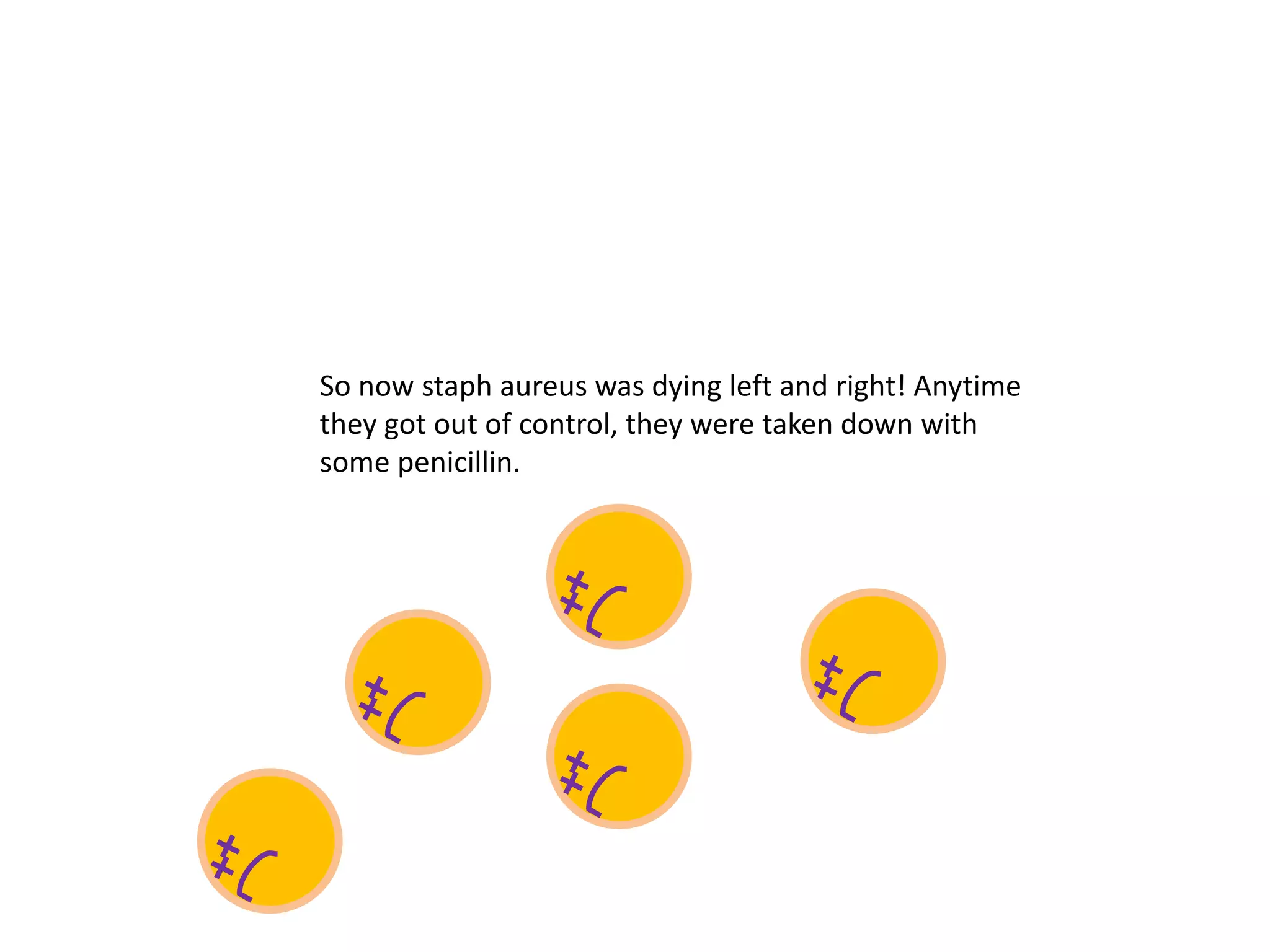 So now staph aureus was dying left and right! Anytime
they got out of control, they were taken down with
some penicillin.
 