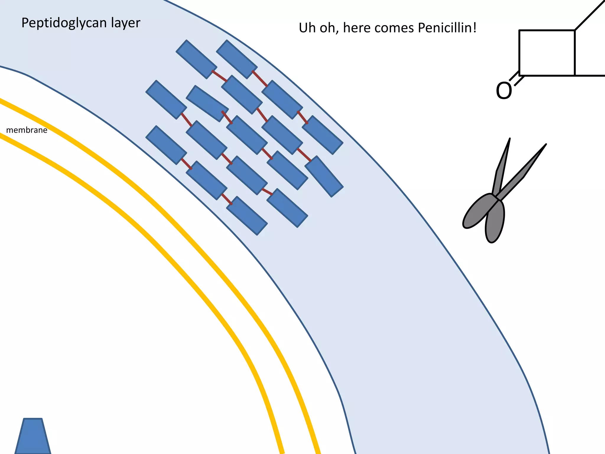 membrane
Peptidoglycan layer
O
Uh oh, here comes Penicillin!
 