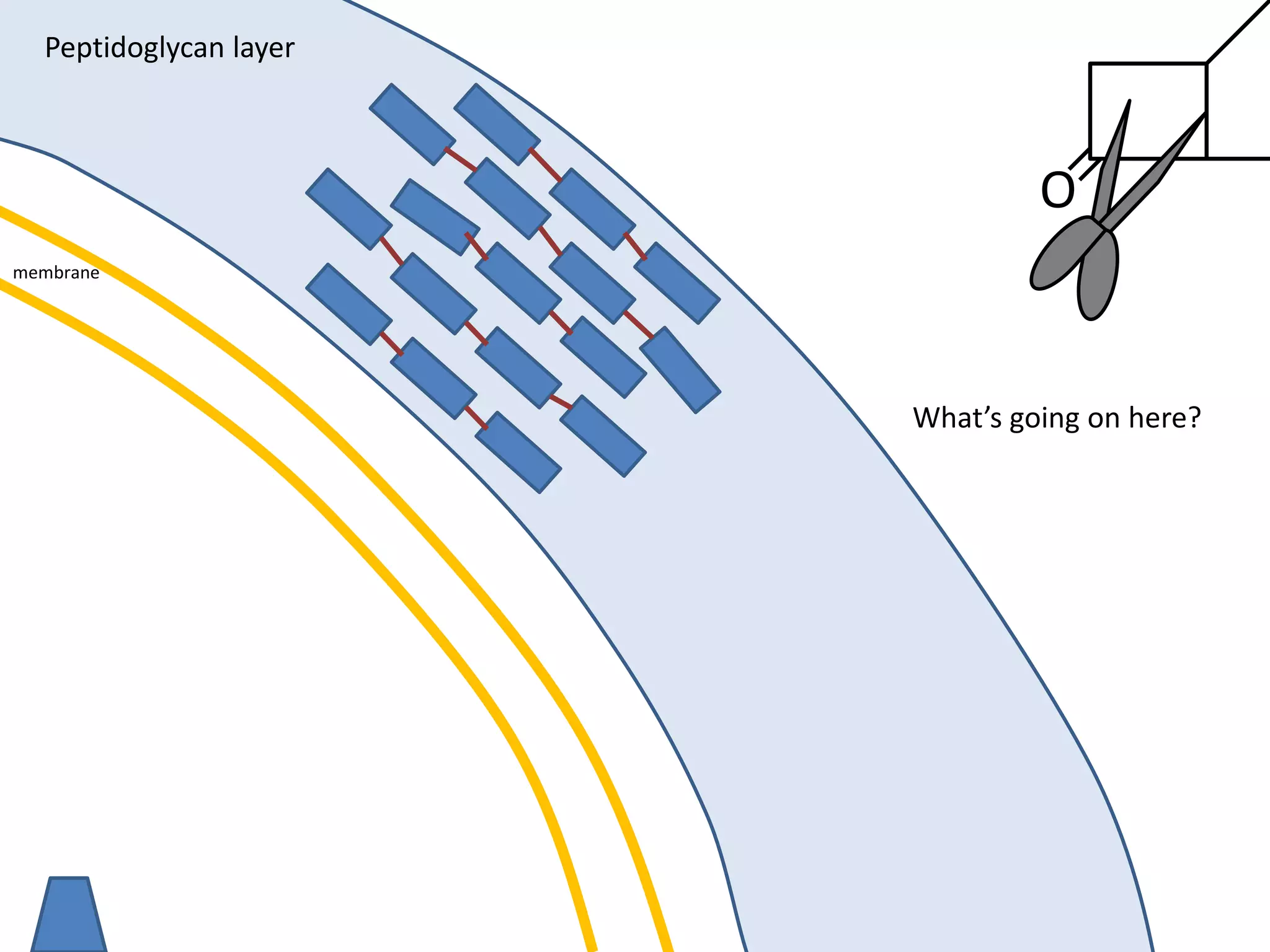 membrane
Peptidoglycan layer
O
What’s going on here?
 