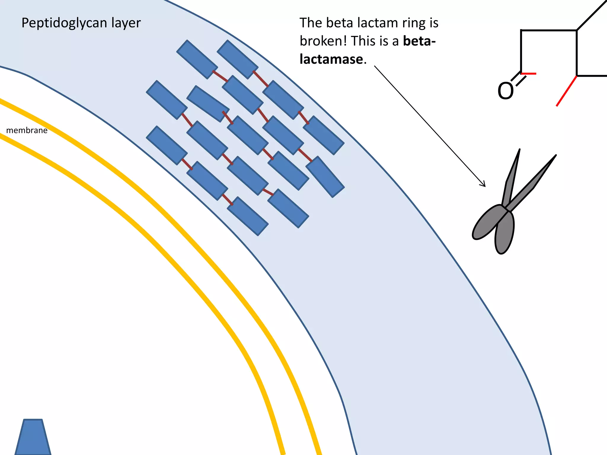 membrane
Peptidoglycan layer
O
The beta lactam ring is
broken! This is a beta-
lactamase.
 