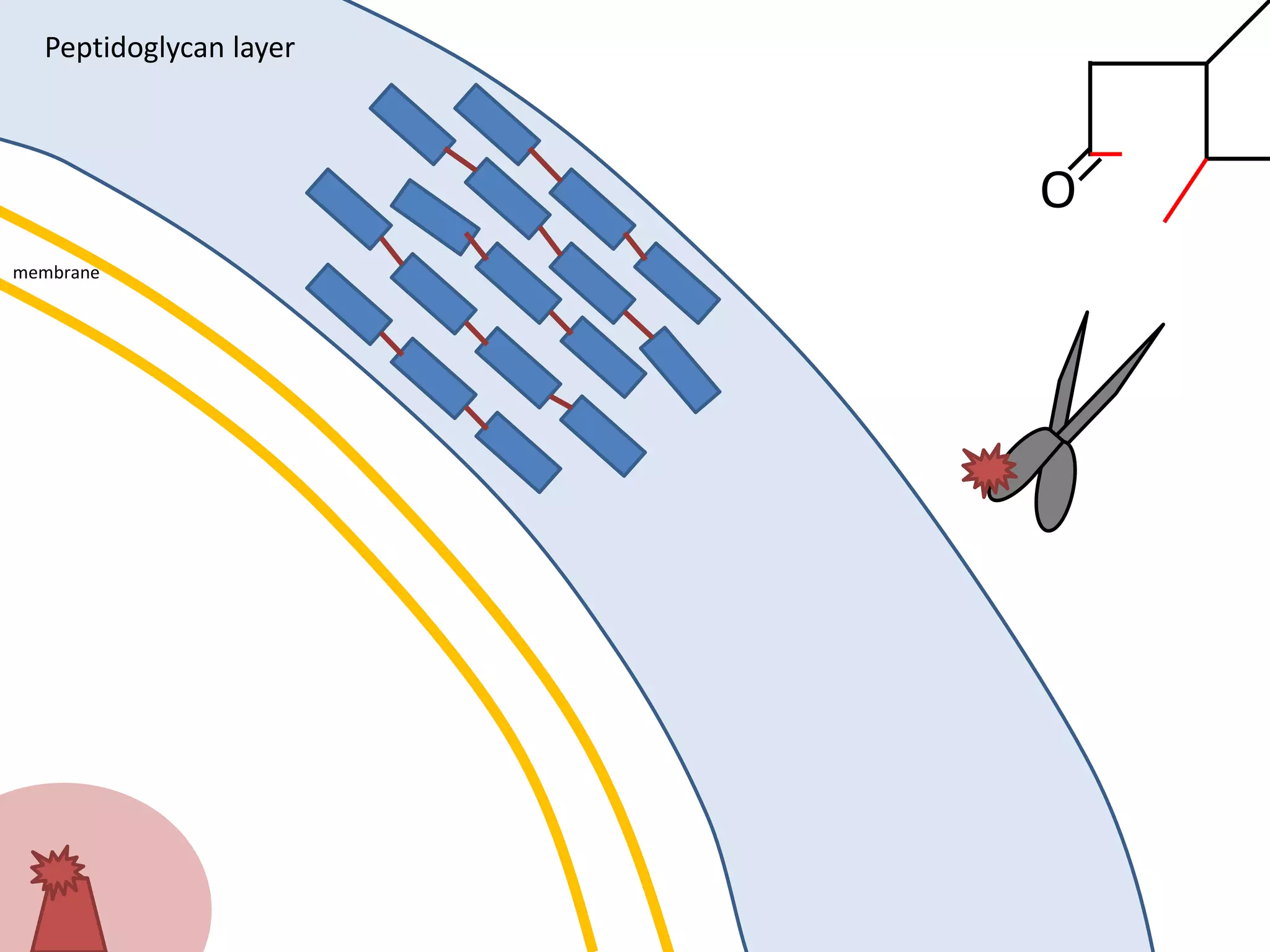 membrane
Peptidoglycan layer
O
 