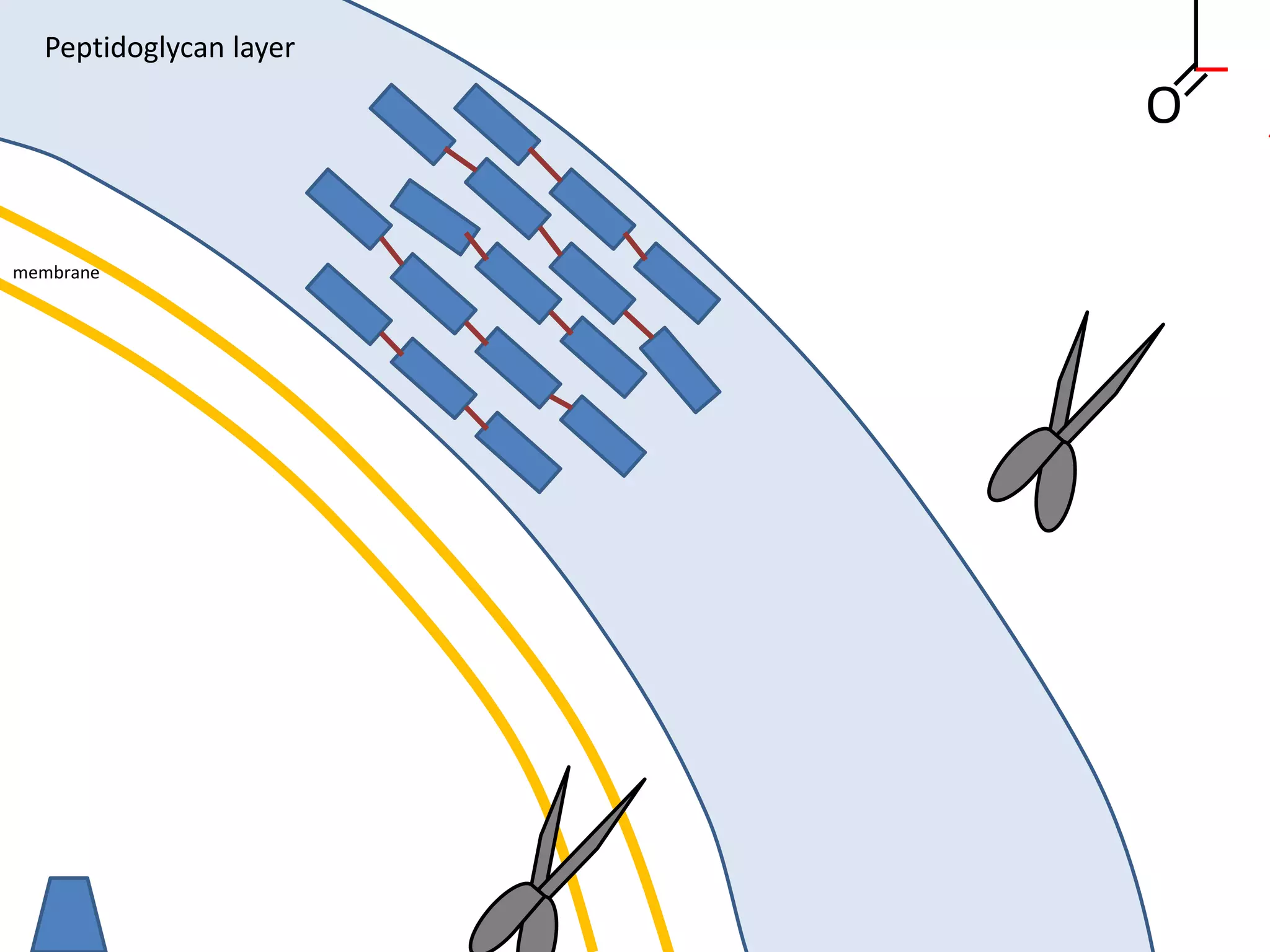 membrane
Peptidoglycan layer
O
 