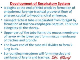 Development of Respiratory System
• It begins at the end of third week by formation of
endodermal laryngo-tracheal groove at floor of
pharynx caudal to hypobranchial eminence.
• Laryngotracheal tube is separated from foregut by
formation of tracheo-esophageal septum. This tube
elongates till the thorax.
• Upper part of the tube forms the mucus membrane
of larynx while lower part form mucus membrane
of trachea and bronchi.
• The lower end of the tube will divides to form 2
lung buds.
• Surrounding mesoderm will form muscles and
cartilages of larynx and trachea. Dr. Sherif
 