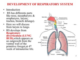 DEVELOPMENT OF RESPIRATORY SYSTEM
• Introduction
• RS has differents parts
like nose, nasopharynx &
oropharynx, larynx,
trachea, bronchi &lungs).
• Here we will discuss
from larynx to lungs.
• RS develops from
Respiratory
diverticulum (LUNG
BUD),which appears as
an outgrowth from the
ventral wall of the
primitive foregut,at 4th
week of intrauterine life.
 