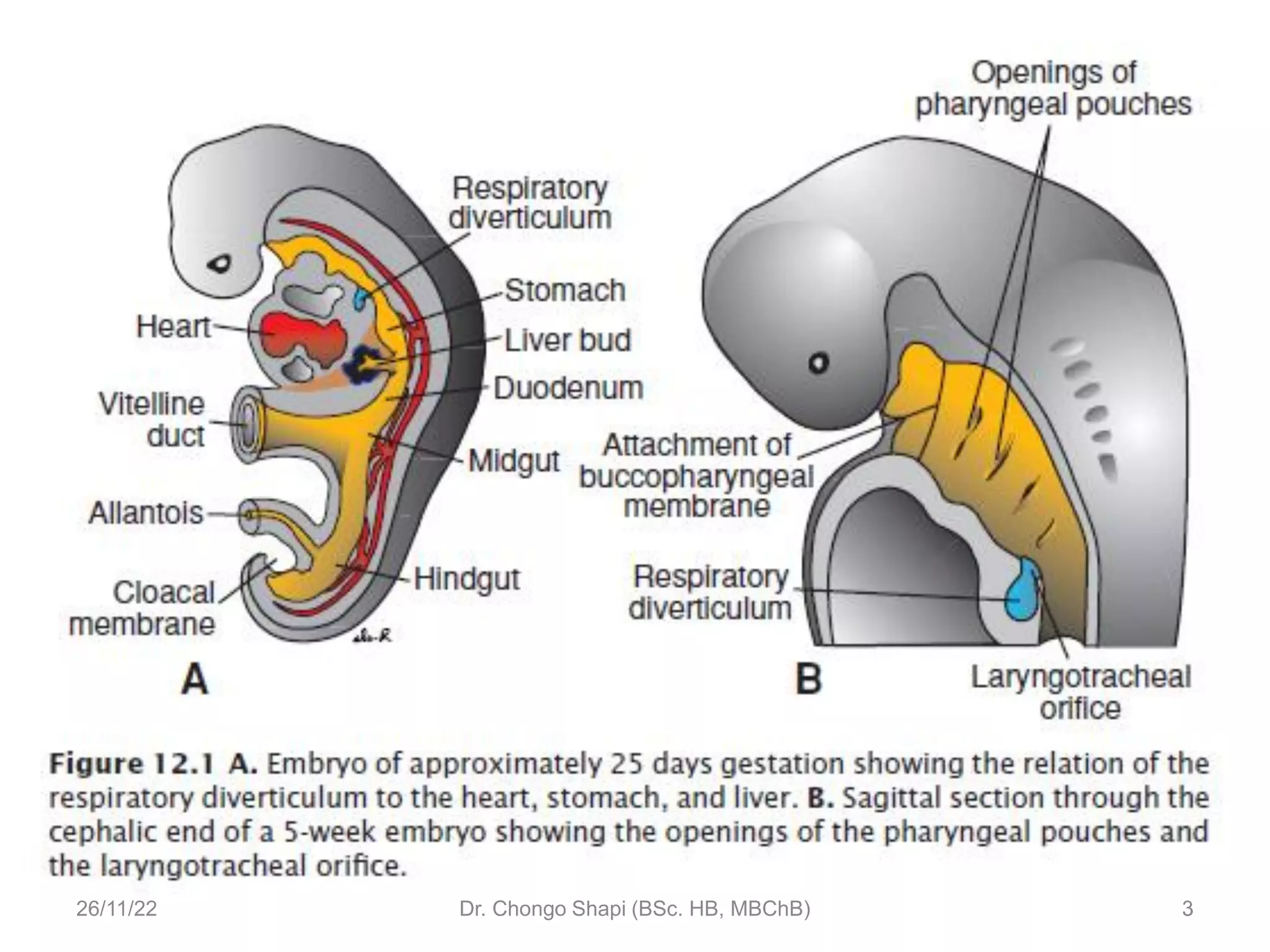 DEVELOPMENT OF RESPIRATORY SYSTEM by Shapi. MD.pdf