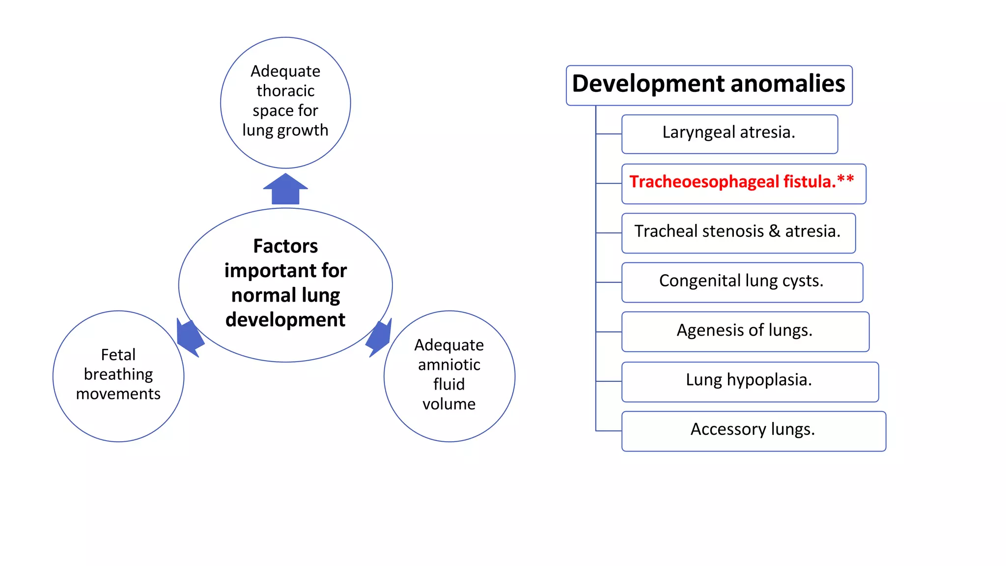 Visual Reference: Development Of Respiratory Sysytem Pptx