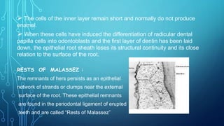  The cells of the inner layer remain short and normally do not produce
enamel.
 When these cells have induced the differentiation of radicular dental
papilla cells into odontoblasts and the first layer of dentin has been laid
down, the epithelial root sheath loses its structural continuity and its close
relation to the surface of the root.
RESTS OF MALASSEZ :
The remnants of hers persists as an epithelial
network of strands or clumps near the external
surface of the root. These epithelial remnants
are found in the periodontal ligament of erupted
teeth and are called “Rests of Malassez”
 