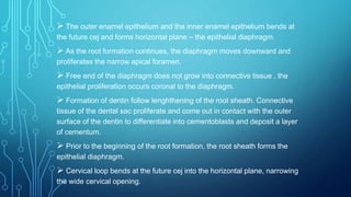  The outer enamel epithelium and the inner enamel epithelium bends at
the future cej and forms horizontal plane – the epithelial diaphragm.
 As the root formation continues, the diaphragm moves downward and
proliferates the narrow apical foramen.
 Free end of the diaphragm does not grow into connective tissue , the
epithelial proliferation occurs coronal to the diaphragm.
 Formation of dentin follow lenghthening of the root sheath. Connective
tissue of the dental sac proliferate and come out in contact with the outer
surface of the dentin to differentiate into cementoblasts and deposit a layer
of cementum.
 Prior to the beginning of the root formation, the root sheath forms the
epithelial diaphragm.
 Cervical loop bends at the future cej into the horizontal plane, narrowing
the wide cervical opening.
 
