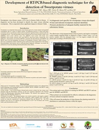 Development of RT-PCR-based diagnostic technique for the
                         detection of Sweetpotato viruses
                                                                    Bett BB1,3*, Kathurima TM2, Miano DW1, Ndolo PJ1, Mwisa PN1 and Kim DJ2
                                       1Kenya       Agricultural Research Institute, P. O. Box 57811-00200, Nairobi. 2International Institute of Tropical Agriculture
                                                    at Biosciences eastern and central Africa (BecA) Hub, ILRI, P. O. Box 30709-00100, Nairobi; 3BecA Hub.

                                  Summary                                                               Outputs
Sweetpotato virus disease causes a 92% loss in farmers fields in Kenya. A •A diagnostic tool specific for sweetpotato viruses developed.
diagnostic test has been developed to identify the major viruses infecting •Clean and infected sweetpotato material identified.
sweetpotato. This is expected to have significant impacts in farmers’ fields.
                                                                                                                                                     •Ensures production of adequate healthy material for the
                                                                                                                                                     subsistence farmer.
                                                           Introduction
Sweetpotato is an important food security crop in Kenya grown by women mainly for household
consumption and as a source of family income. Its production however, is faced with biotic                                                                                                                             Results
constraints such as viral diseases which are the second most significant biotic constraint after the
sweetpotato weevil. The most prevalent viruses in Kenya are Sweet potato feathery mottle virus
                                                                                                                                                     The effectiveness of the designed primers tested on positive and negative sweetpotato
(SPFMV), Sweet potato chlorotic stunt virus (SPCSV), Sweet potato mild mottle virus                                                                  control samples amplified bands as displayed in Figure 2 below. Lanes 1 to 8 are
(SPMMV), Sweet potato chlorotic fleck virus (SPCFV), and Sweet potato caulimo-like virus                                                             positive samples while the subsequent lanes 1 to 4 are negative samples (for each
(SPCaLV). Sweet potato virus disease (SPVD) is caused by the dual infection with SPFMV and                                                           primer pair) according to NCM-ELISA results.
SPCSV and is the most damaging viral disease of sweetpotato in farmers’ fields in Kenya. A
92% loss in production of three commonly grown cultivars has been reported due to the disease.                                                                                                                                    B
Biotechnological interventions such as molecular-based diagnostic techniques, can ensure the                                                              A
production of virus-free planting material particularly tissue culture.




                                                                                                                                                          C                                                                       D

                               A
                                                                    B
 Fig. 1: Diagram of A) Healthy sweetpotato planting material and B) material infected with
                                      virus disease


                                                              Objectives
To develop a polymerase chain reaction (PCR)-based diagnostic technique to detect
sweetpotato viruses.                                                                                                                                 Fig. 2: PCR gels of A): SPFMV primers A and C (185 bp); E and F (275 bp) and
Specific objectives:                                                                                                                                 primer G and H (155 bp)
1.To design primers specific to sweetpotato viruses                                                                                                  B): SPMMV primers A and B2 (268 bp); A and B (217 bp); C and F (250 bp) and
2.To evaluate their effectiveness in detecting virus infections on positive and control samples.
                                                                                                                                                     primer C and D1 (125 bp)
                                                                                                                                                     C): SPCSV primers A and B (211 bp); C and D2 (211 bp); A2 and B2 (196 bp); A2
                                                                                                                                                     and B (166 bp) and primer C and D (167 bp)
                                                                                                                                                     D): SPCFV primers A1 and B1 (135 bp); E and B1 (268 bp); C and B1 (263 bp) and
                                                           Methodology                                                                               primer G and H (285 bp)
•Plant material: Sweetpotato cuttings of nine (9) farmer-preferred varieties were collected from
KARI Kakamega and serologically assayed for SPFMV, SPCSV, SPMMV, and SPCFV using
Nitro-cellulose membrane ELISA.                                                                                                                                                                                  Conclusions
•Primer design: A set of PCR Primers (forward and reverse) to detect the four viruses were                                                           •Two primer pairs were effective in testing for SPFMV and SPCFV and one
designed using the PrimerSelect software 7.0 and virus sequences deposited in the National                                                           pair for SPMMV and SPCSV.
Center for Biotechnology Information (NCBI) database. The selected virus sequences were
aligned using the Megalign software 7.0.                                                                                                             •These primers are recommended for effective utilization in the diagnostics
•Evaluation of primers: The designed primers were tested on positive and negative samples
                                                                                                                                                     of tissue-cultured sweetpotato material.
obtained from the NCM-ELISA results. RNA extractions, cDNA synthesis and a PCR was
carried out using the manufacturer’s instructions obtained from the Bioneer® kit. The PCR                                                            •This will ensure the production of clean disease-free planting material for
products were ran on a 2% Agarose gel electrophoresis at 120 V for 30 minutes and viewed
under a gel documentation system.
                                                                                                                                                     distribution to subsistence farmers within the region.

                                                                                                      Acknowledgement
 This work was funded by the International Fund for Agricultural Research (IFAR) through the International Institute for Tropical Agriculture (IITA). Authors thank Rob Skilton, Jagger Harvey and Joel Mutisya for their critical
                                                                                                 review and recommendation.

References
•Ateka EM, Njeru RW, Kibaru AG, Kimenju JW, Barg E, Gibson RW, Vetten HJ. (2004). Identification of viruses infecting sweetpotato in Kenya. Annals of Applied Biology, 144:371-379
•Carey EE, Mwanga ROM, Fuentes S, Kasule S, Macharia C, Gichuki ST, Gibson RW (1998). Sweetpotato viruses in Uganda and Kenya: Results of a survey. In: Procs. Sixth Triennial Symposium of the International Society of Tropical Root Crops-Africa Branch (ISTRC-AB), 22-28 October 1995, Lilongwe,
Malawi. p. 457-461.
•Geddes AMW. (1990). The relative importance of crop pests in sub-Saharan Africa. Natural Resources Institute Bulletin No. 36, Kent, UK, National Resources Institute. pp 69.
•Ndolo PJ, Mcharo T, Carey EE, Gichuki ST, Ndinya C, Maling’a J. (2001). Participatory on-farm selection of sweet potato varieties in Western Kenya. African Crop Science Journal, 9(1): 41-48.
•Njeru RW, Mburu MWK, Cheramgoi EC, Gibson RW, Kiburi ZM, Obodho E, Yobera D. (2004). Studies on the physiological effects of viruses on sweet potato yield in Kenya. Annals of Applied Biology, 145: 71-76.
•Qaim M. (1999). The Economic Effects of Genetically Modified Orphan Commodities: Projections for Sweetpotato in Kenya. ISAAA brief No. 13 – 1999. Ithaca: The International Science for the Acquisition of Agri-biotech Applications; Bonn: Center for Development Research.
 