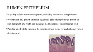 RUMEN EPITHELIUM
 Plays key role in rumen development, including absorption, transportation
 Proliferation and growth of rumen squamous epithelium promotes growth of
papillae length and width and increases the thickness of interior rumen wall
 Papillae length of the rumen is the most important factor for evaluation of rumen
development
 