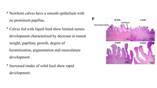  Newborn calves have a smooth epithelium with
no prominent papillae.
 Calves fed with liquid feed show limited rumen
development characterized by decrease in rumen
weight, papillary growth, degree of
keratinization, pigmentation and musculature
development .
 Increased intake of solid feed show rapid
development.
 