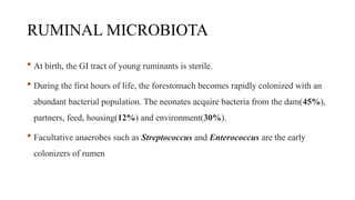 RUMINAL MICROBIOTA
 At birth, the GI tract of young ruminants is sterile.
 During the first hours of life, the forestomach becomes rapidly colonized with an
abundant bacterial population. The neonates acquire bacteria from the dam(45%),
partners, feed, housing(12%) and environment(30%).
 Facultative anaerobes such as Streptococcus and Enterococcus are the early
colonizers of rumen
 