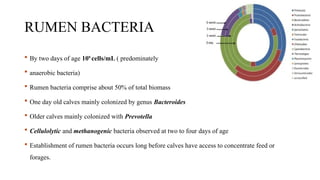 RUMEN BACTERIA
 By two days of age 109
cells/mL ( predominately
 anaerobic bacteria)
 Rumen bacteria comprise about 50% of total biomass
 One day old calves mainly colonized by genus Bacteroides
 Older calves mainly colonized with Prevotella
 Cellulolytic and methanogenic bacteria observed at two to four days of age
 Establishment of rumen bacteria occurs long before calves have access to concentrate feed or
forages.
 