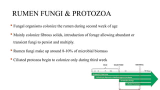 RUMEN FUNGI & PROTOZOA
 Fungal organisms colonize the rumen during second week of age
 Mainly colonize fibrous solids, introduction of forage allowing abundant or
transient fungi to persist and multiply.
 Rumen fungi make up around 8-10% of microbial biomass
 Ciliated protozoa begin to colonize only during third week
 