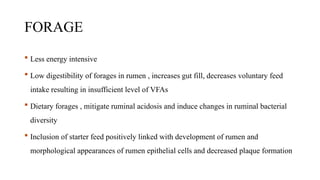 FORAGE
 Less energy intensive
 Low digestibility of forages in rumen , increases gut fill, decreases voluntary feed
intake resulting in insufficient level of VFAs
 Dietary forages , mitigate ruminal acidosis and induce changes in ruminal bacterial
diversity
 Inclusion of starter feed positively linked with development of rumen and
morphological appearances of rumen epithelial cells and decreased plaque formation
 