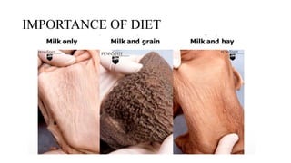 IMPORTANCE OF DIET
 