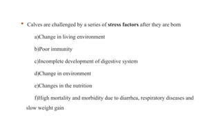  Calves are challenged by a series of stress factors after they are born
a)Change in living environment
b)Poor immunity
c)Incomplete development of digestive system
d)Change in environment
e)Changes in the nutrition
f)High mortality and morbidity due to diarrhea, respiratory diseases and
slow weight gain
 