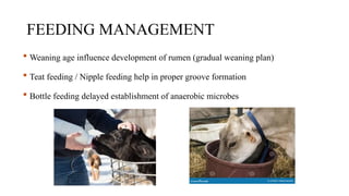 FEEDING MANAGEMENT
 Weaning age influence development of rumen (gradual weaning plan)
 Teat feeding / Nipple feeding help in proper groove formation
 Bottle feeding delayed establishment of anaerobic microbes
 