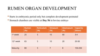 RUMEN ORGAN DEVELOPMENT
 Starts in embryonic period only but complete development postnatal
 Stomach chambers are visible at Day 56 in bovine embryo
Rumen
(%)
Reticulum
(%)
Omasum
(%)
Abomasum
(%)
Capacity
(liters)
1st
week 25 5 10 60 3-4
12th
week 65 5 10 20 20-30
Maturity 80 5 7 8 150-250
 