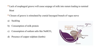  Lack of esophageal groove will cause seepage of milk into rumen leading to ruminal
bloat
 Closure of groove is stimulated by cranial laryngeal branch of vagus nerve
a) Suckling
b) Consumption of milk protein
c) Consumption of sodium salts like NaHCO3
d) Presence of copper sulphate (lambs)
 