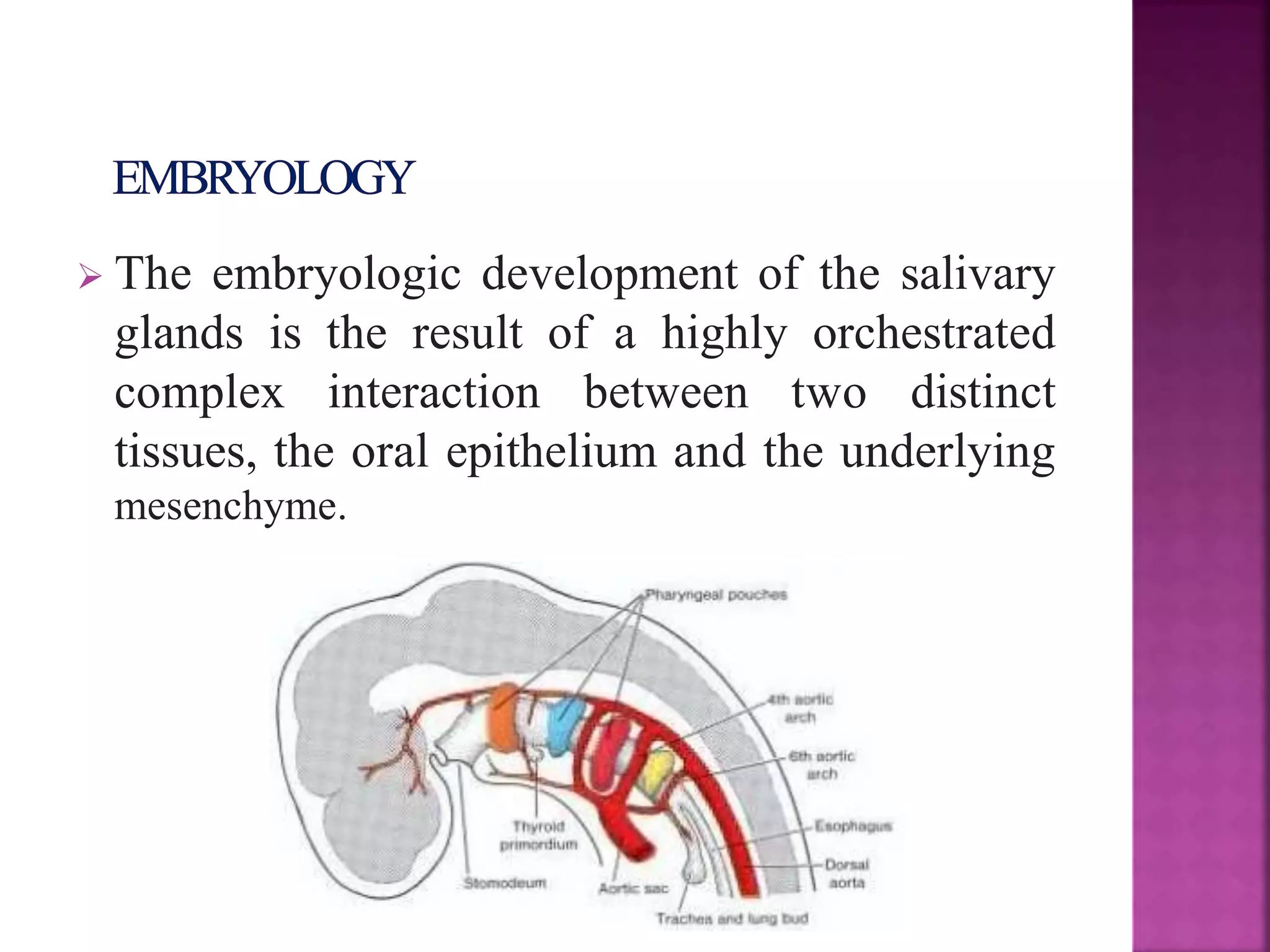 Development of salivary glands , saliva and its role in prosthodontics ...