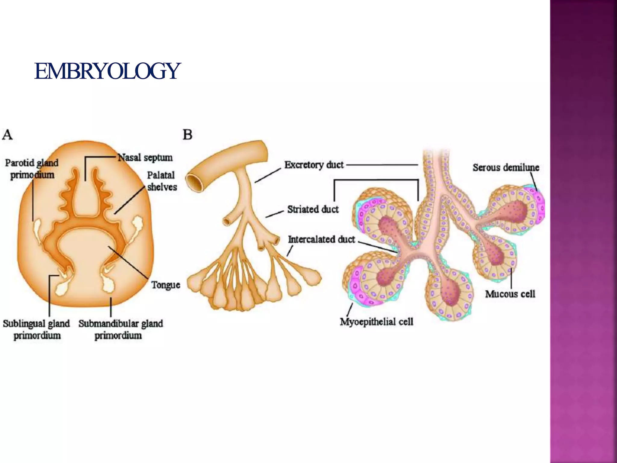 Development of salivary glands , saliva and its role in prosthodontics ...