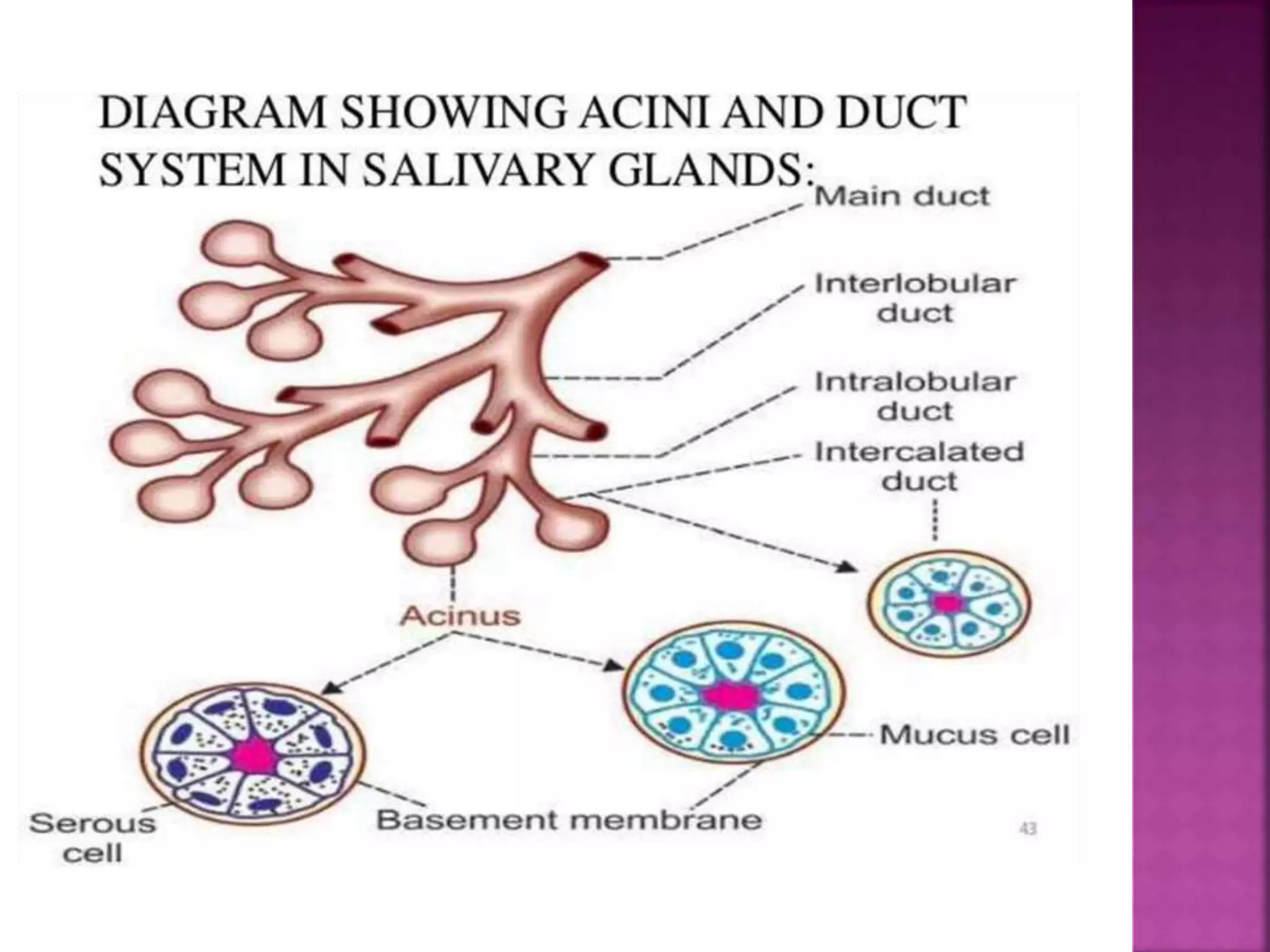 Development of salivary glands , saliva and its role in prosthodontics ...