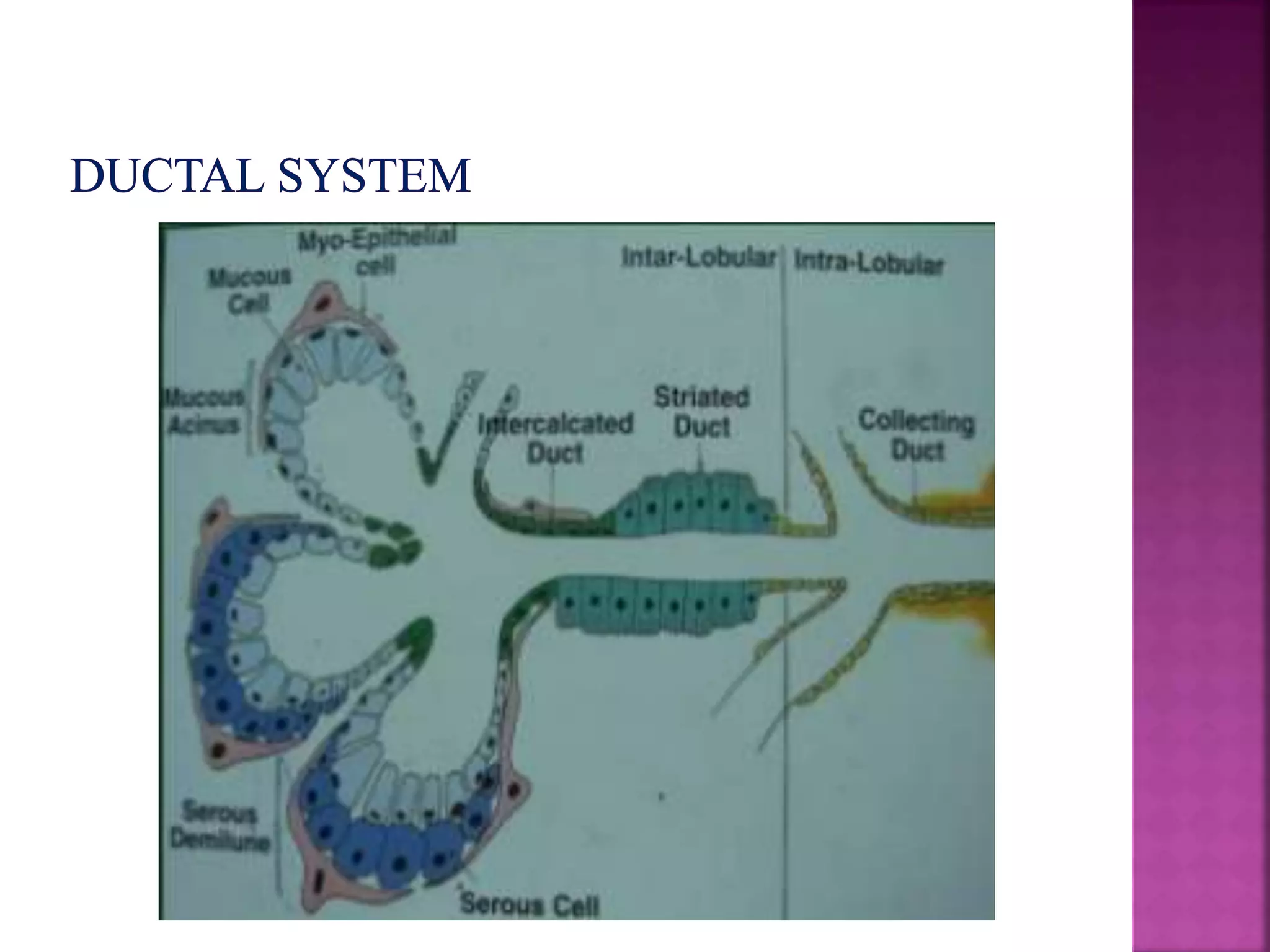 Development of salivary glands , saliva and its role in prosthodontics ...