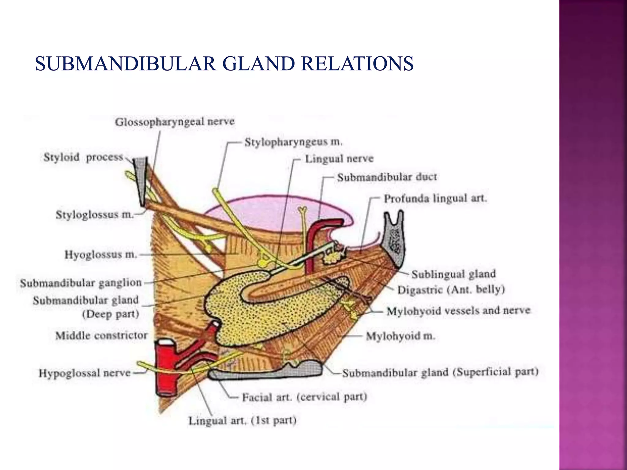 Development of salivary glands , saliva and its role in prosthodontics ...